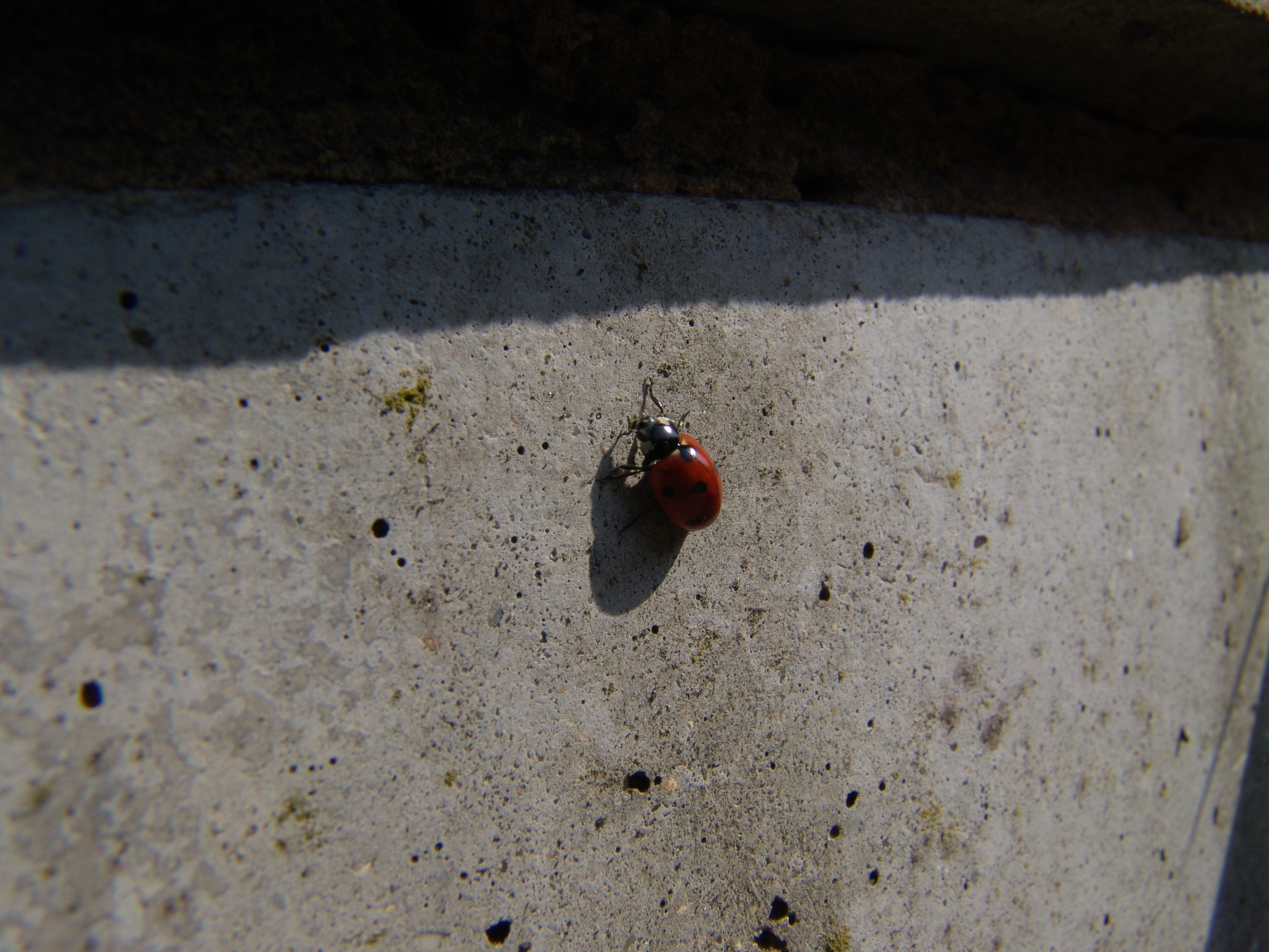 SmlPx: Natural Science: ladybird red with black spots on concrete ...