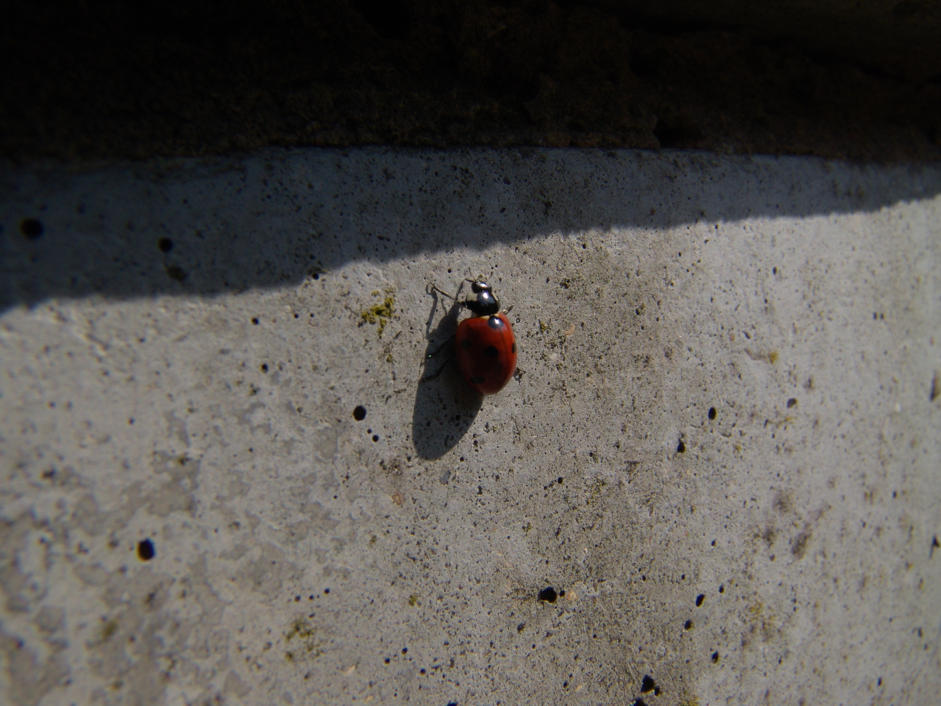 SmlPx: Natural Science: ladybird red with black spots on concrete ...