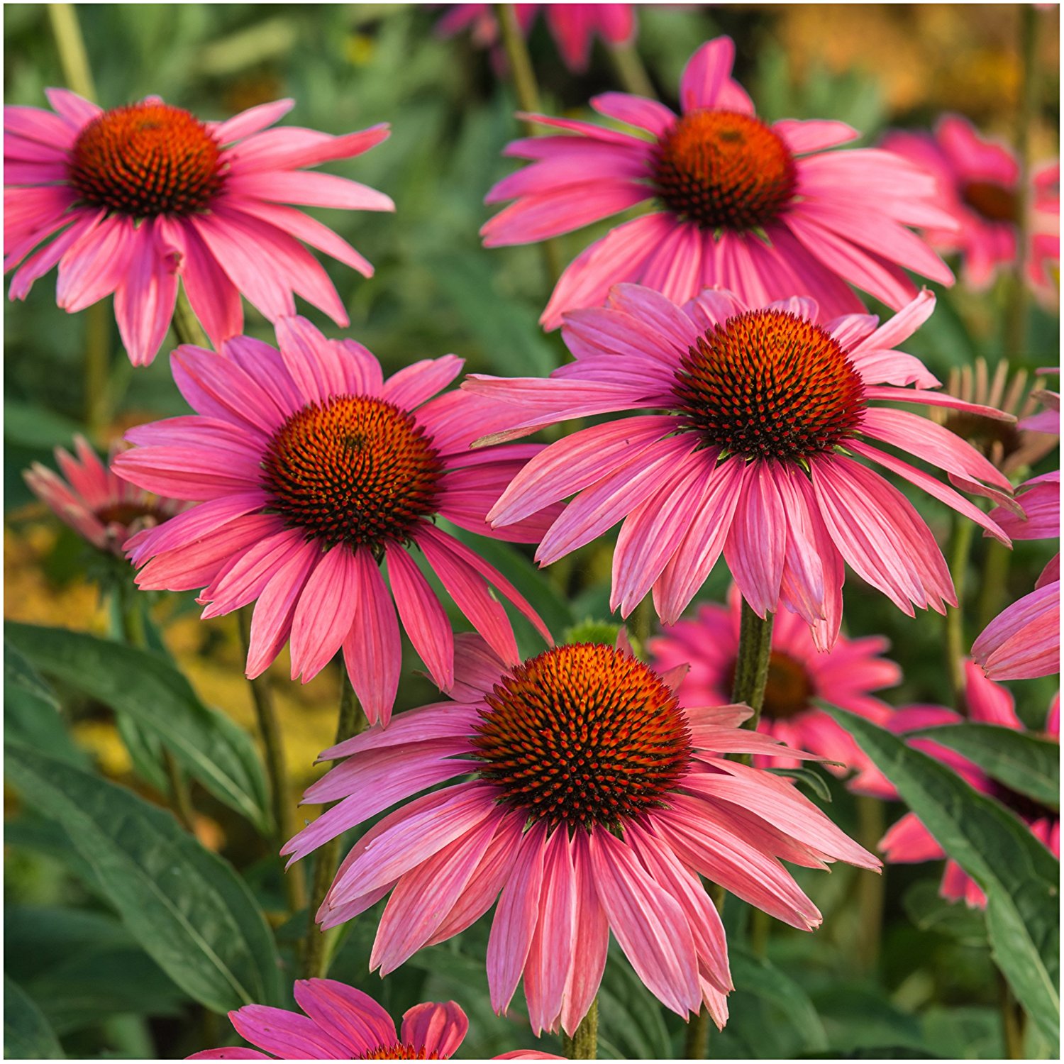 Amazon.com : Package of 25 Seeds, Ruby Star Coneflower (Echinacea ...