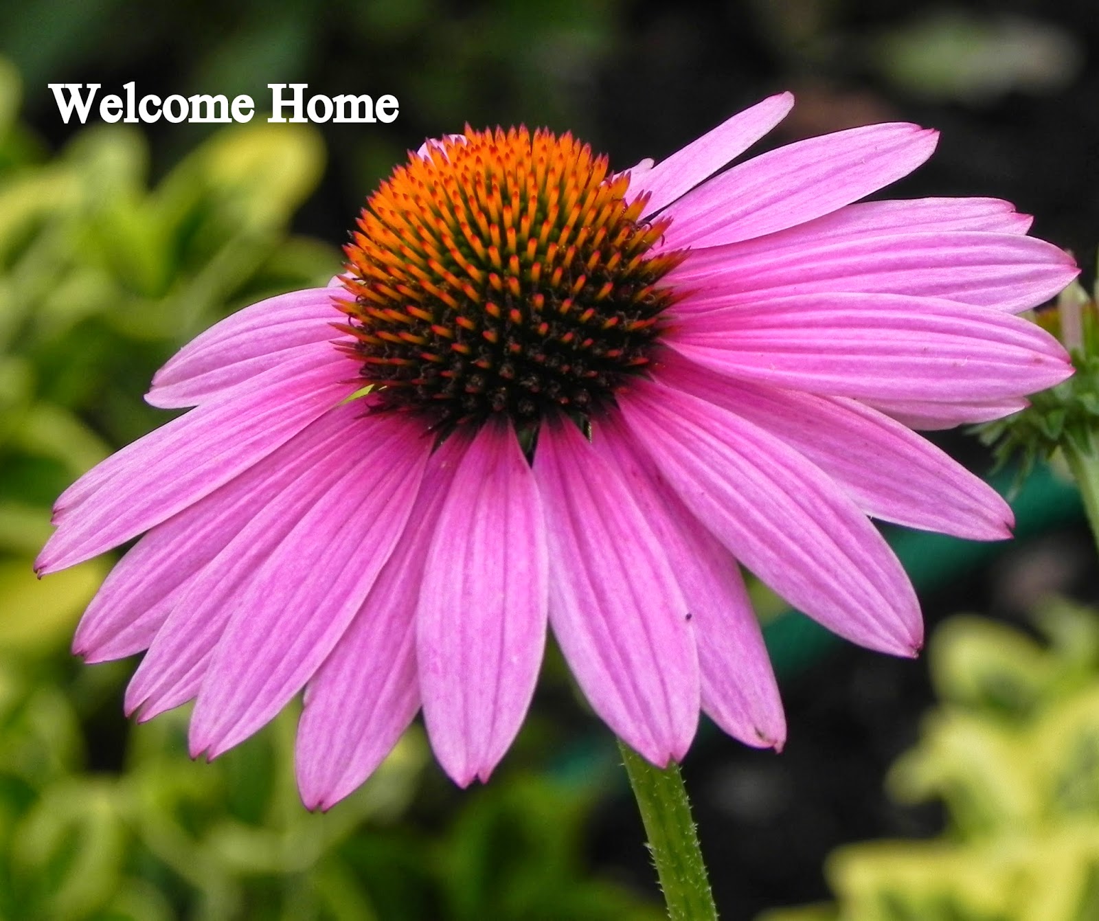 Welcome Home Blog: ♥ Purple Cone Flower