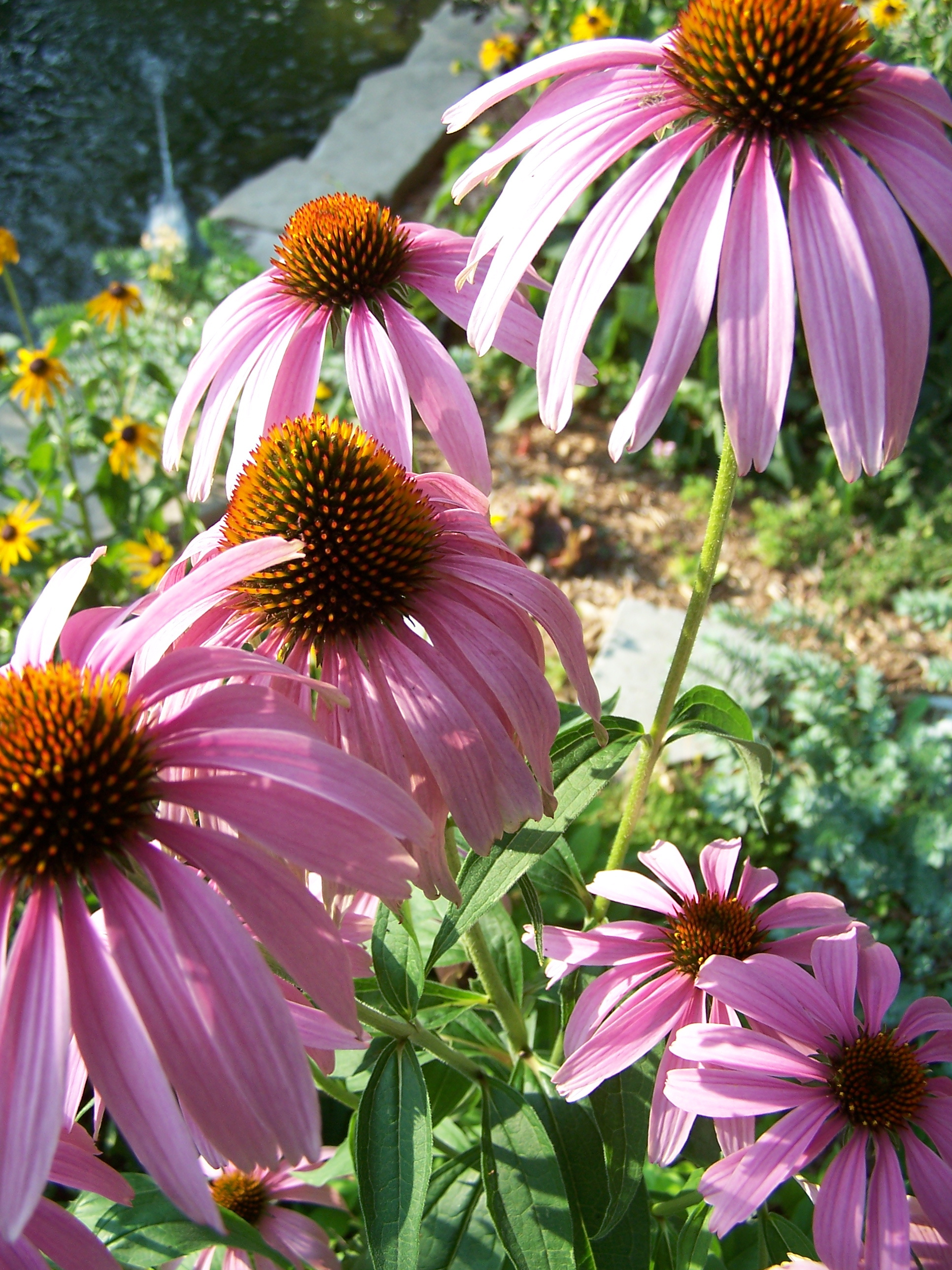Cone flowers, Bloom, Blossom, Cone, Floral, HQ Photo