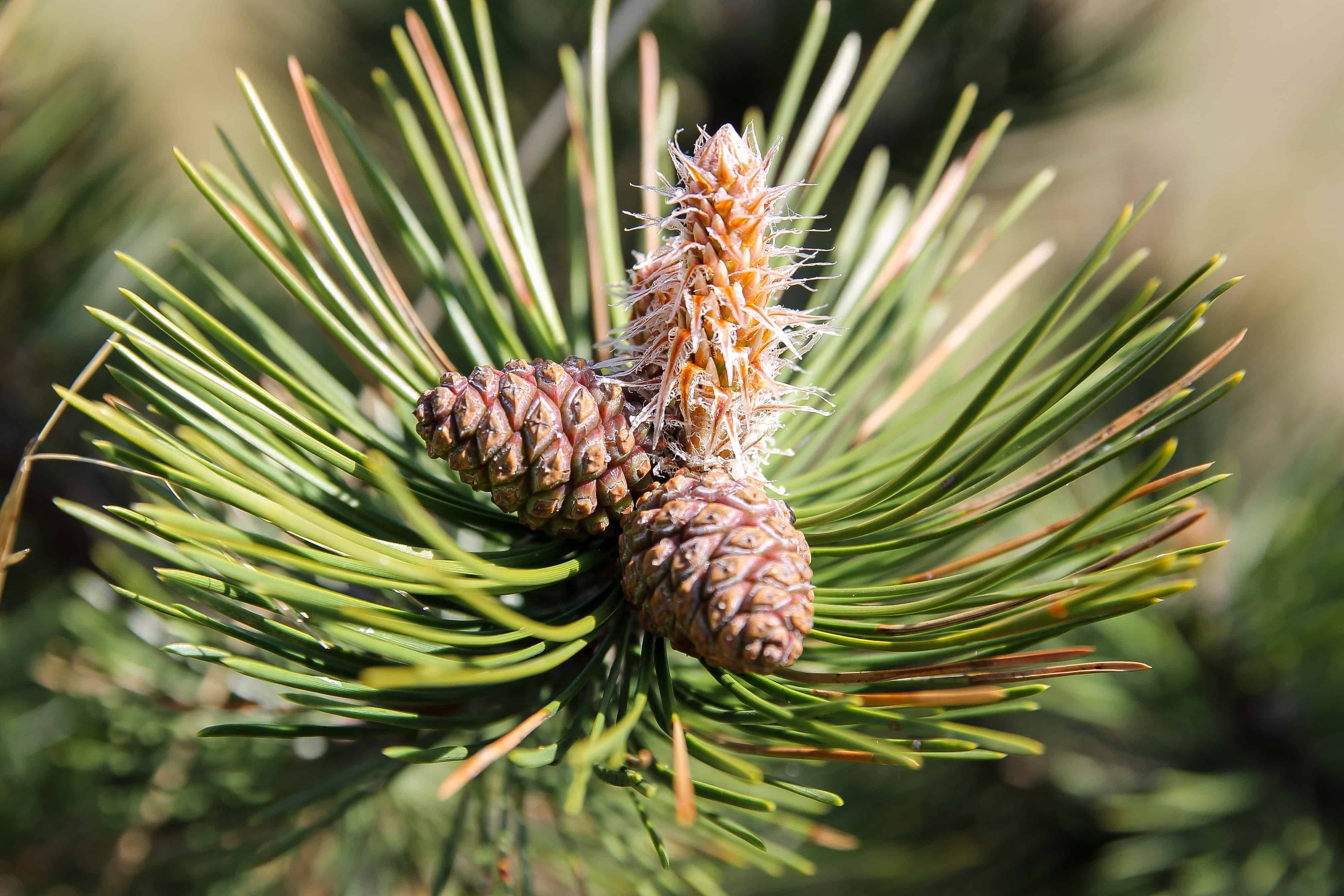 Free picture: spruce, evergreen, conifer, nature, tree, pine tree ...