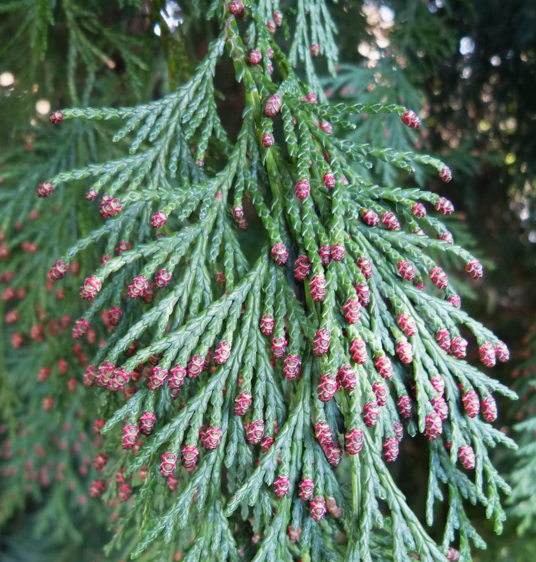 Conifer flowers? - The Tea Rooms - Chat - The RSPB Community