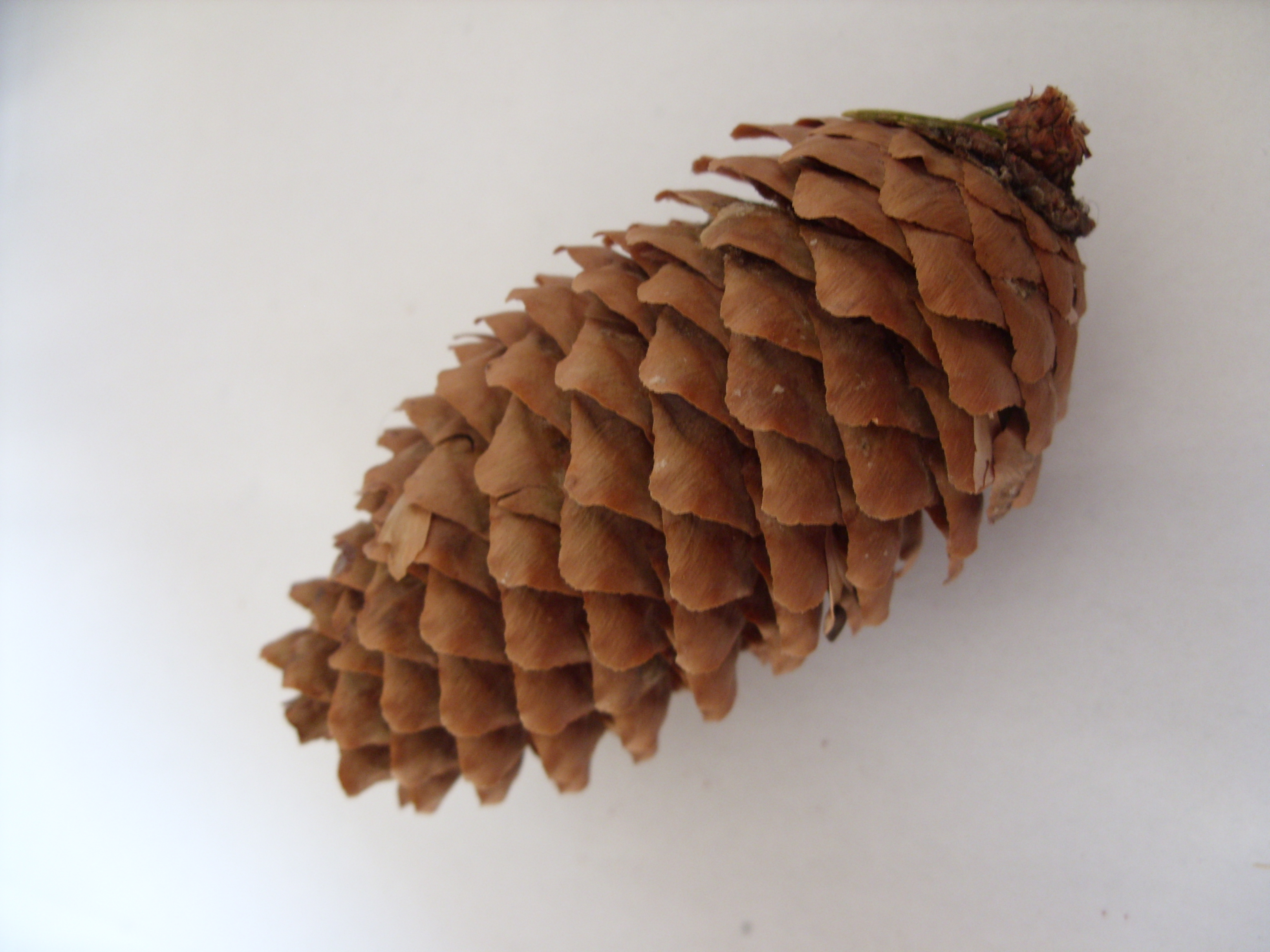 File:Conifer cone - 02.jpeg - Wikimedia Commons
