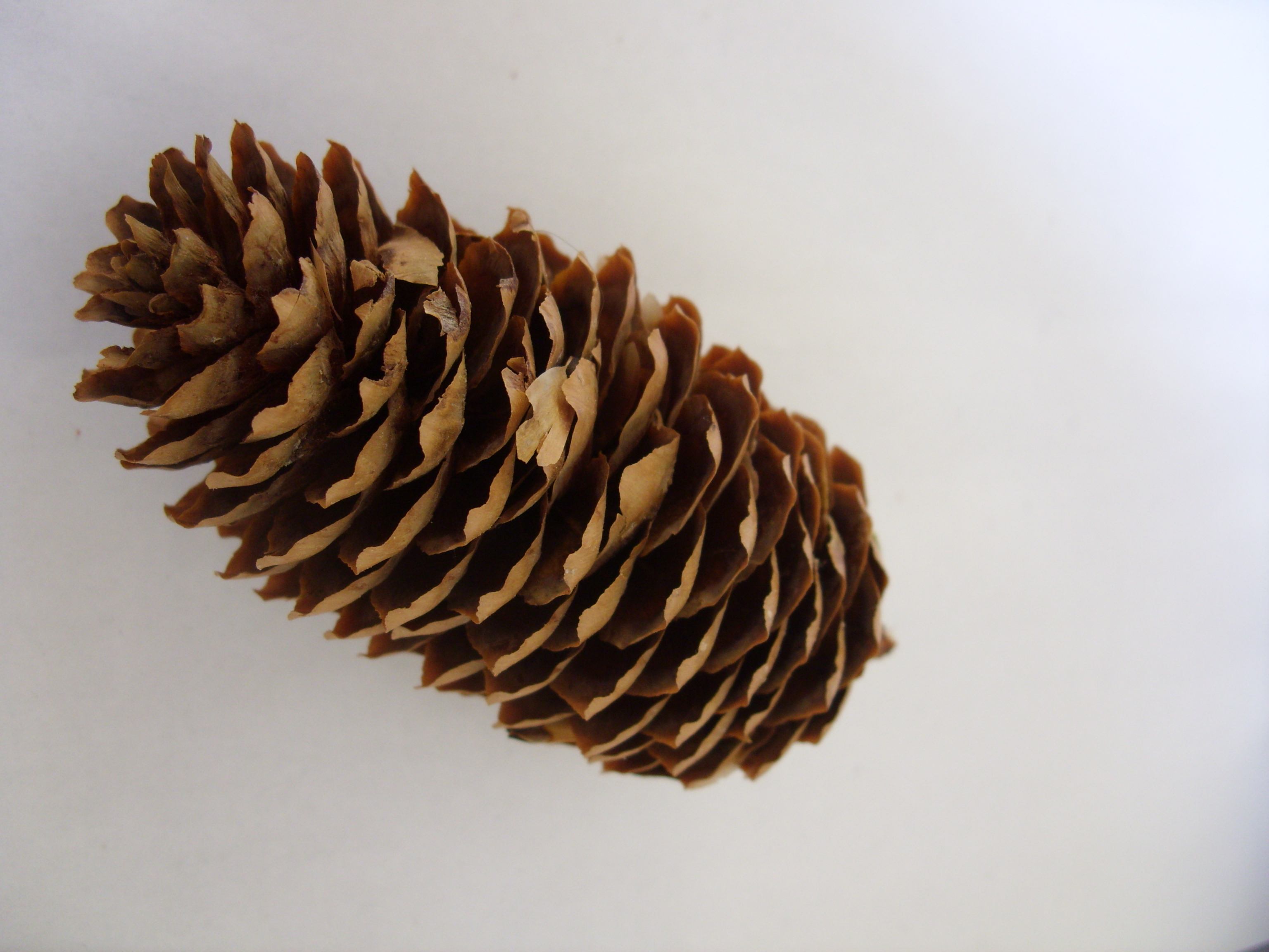 File:Conifer cone - 01.jpeg - Wikimedia Commons