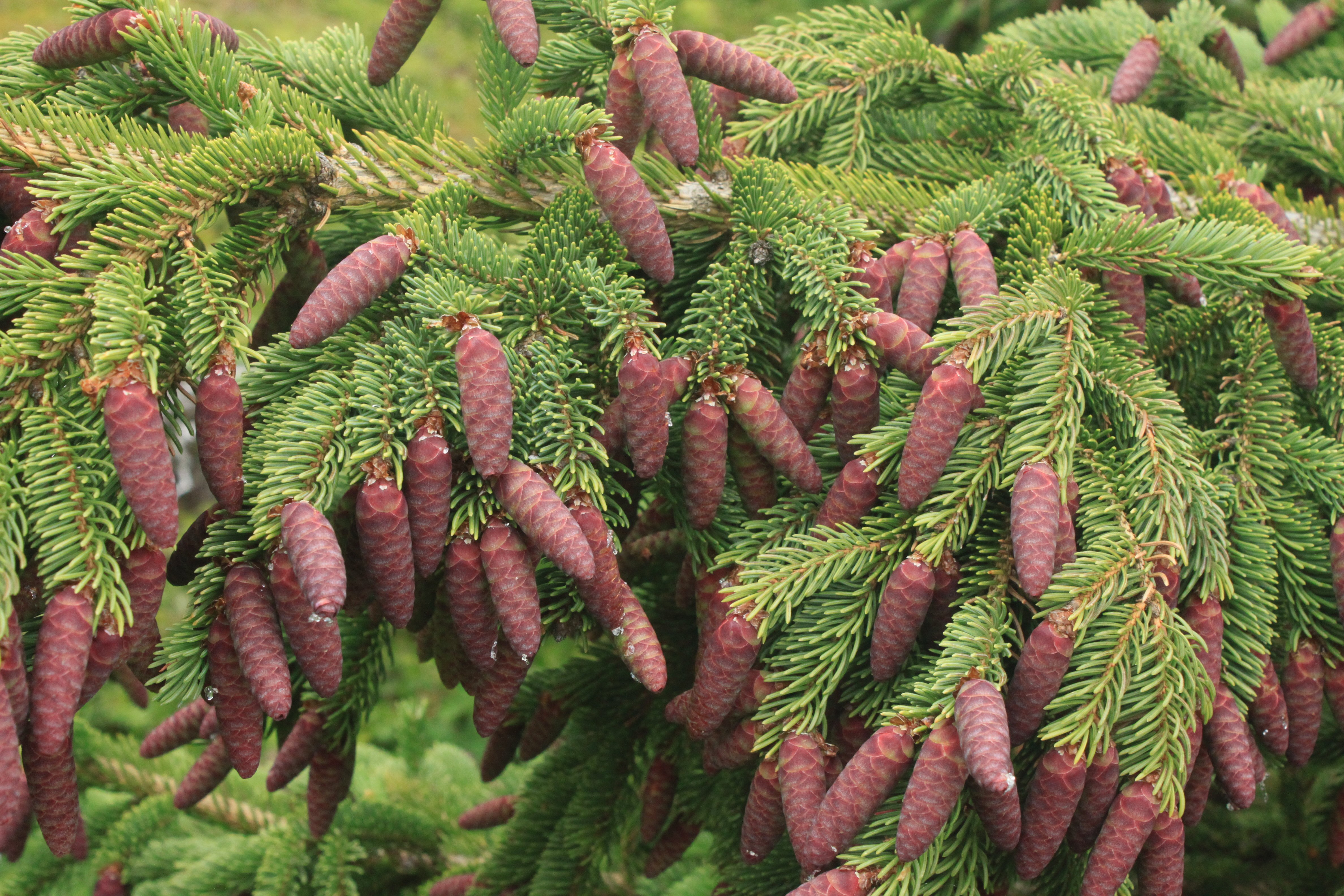 File:Conifer cone cluster.JPG - Wikimedia Commons