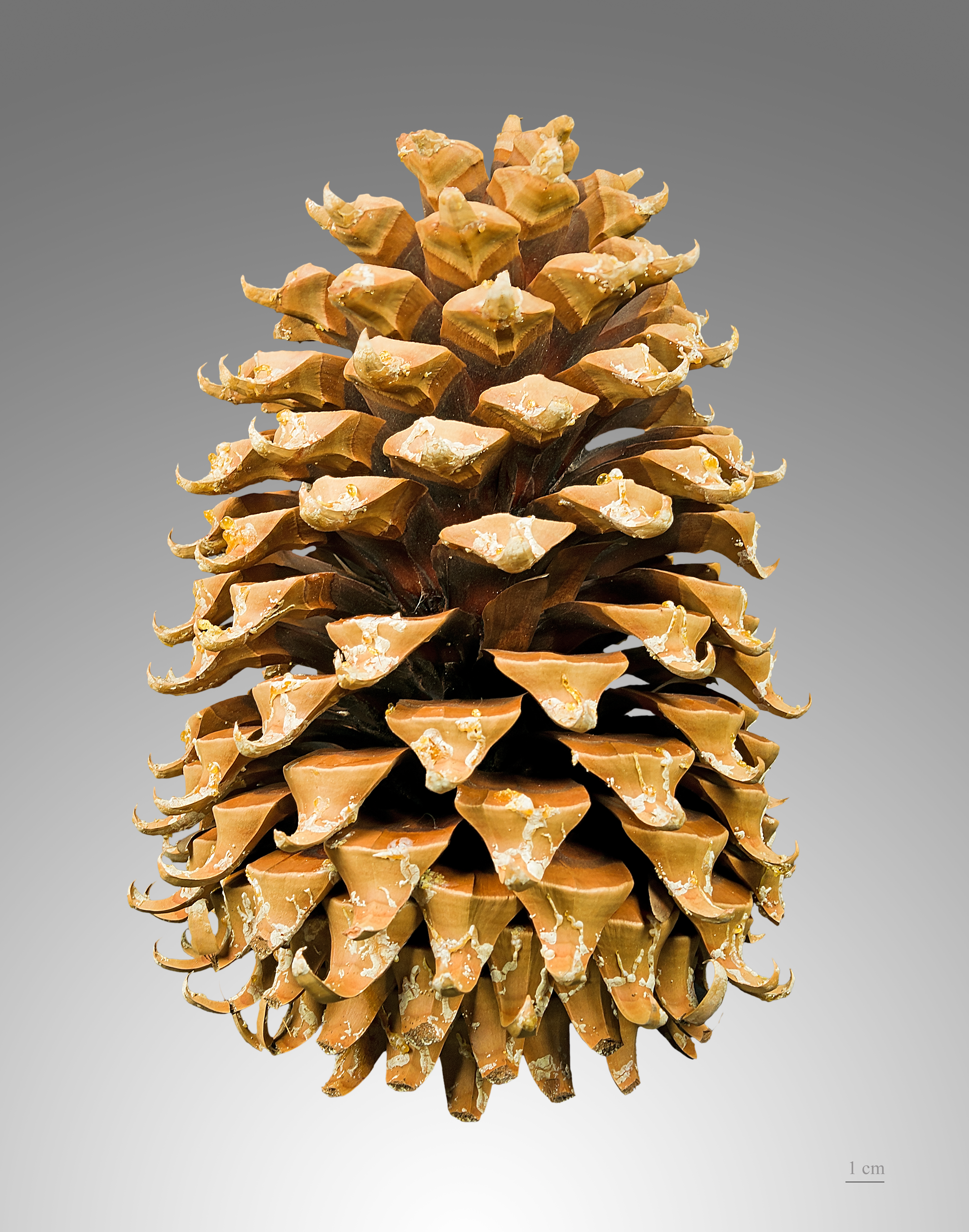 File:Pinus coulteri MHNT Cone.jpg - Wikimedia Commons
