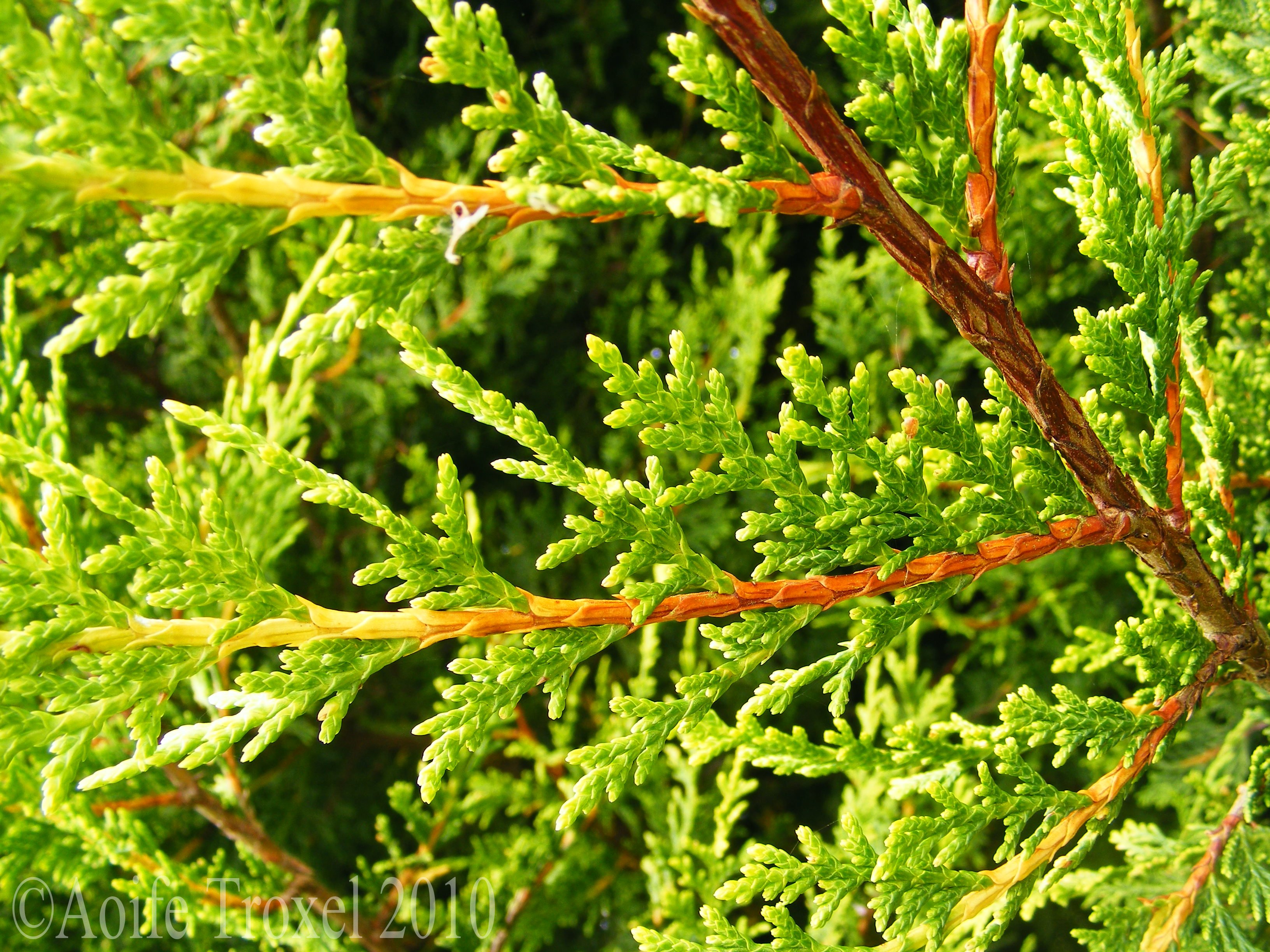 Pine Tree Close-Up | Aoifetroxel's Blog