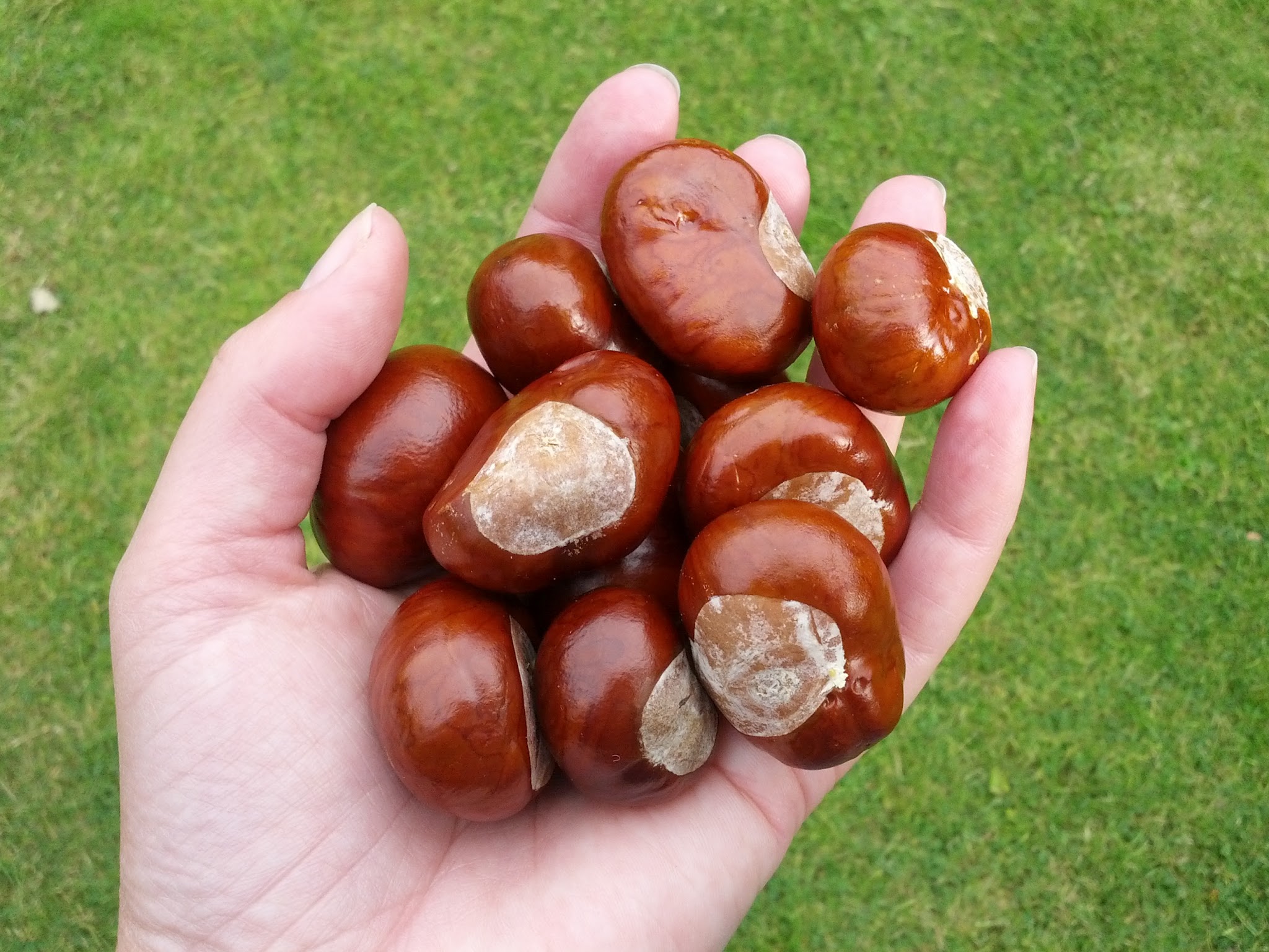 conkers – Rock Cottage Year