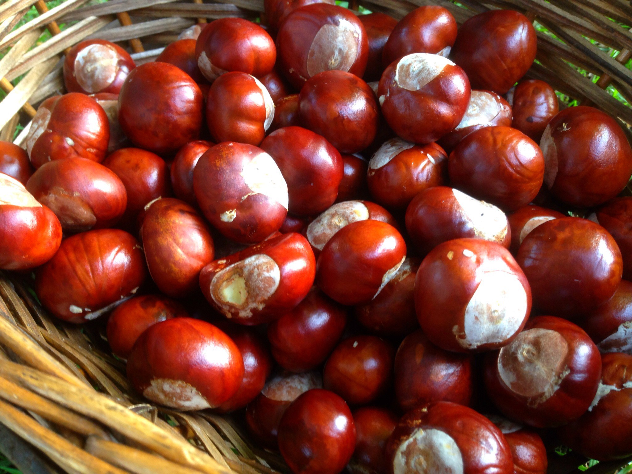 Conkers, We're Collecting Conkers. -