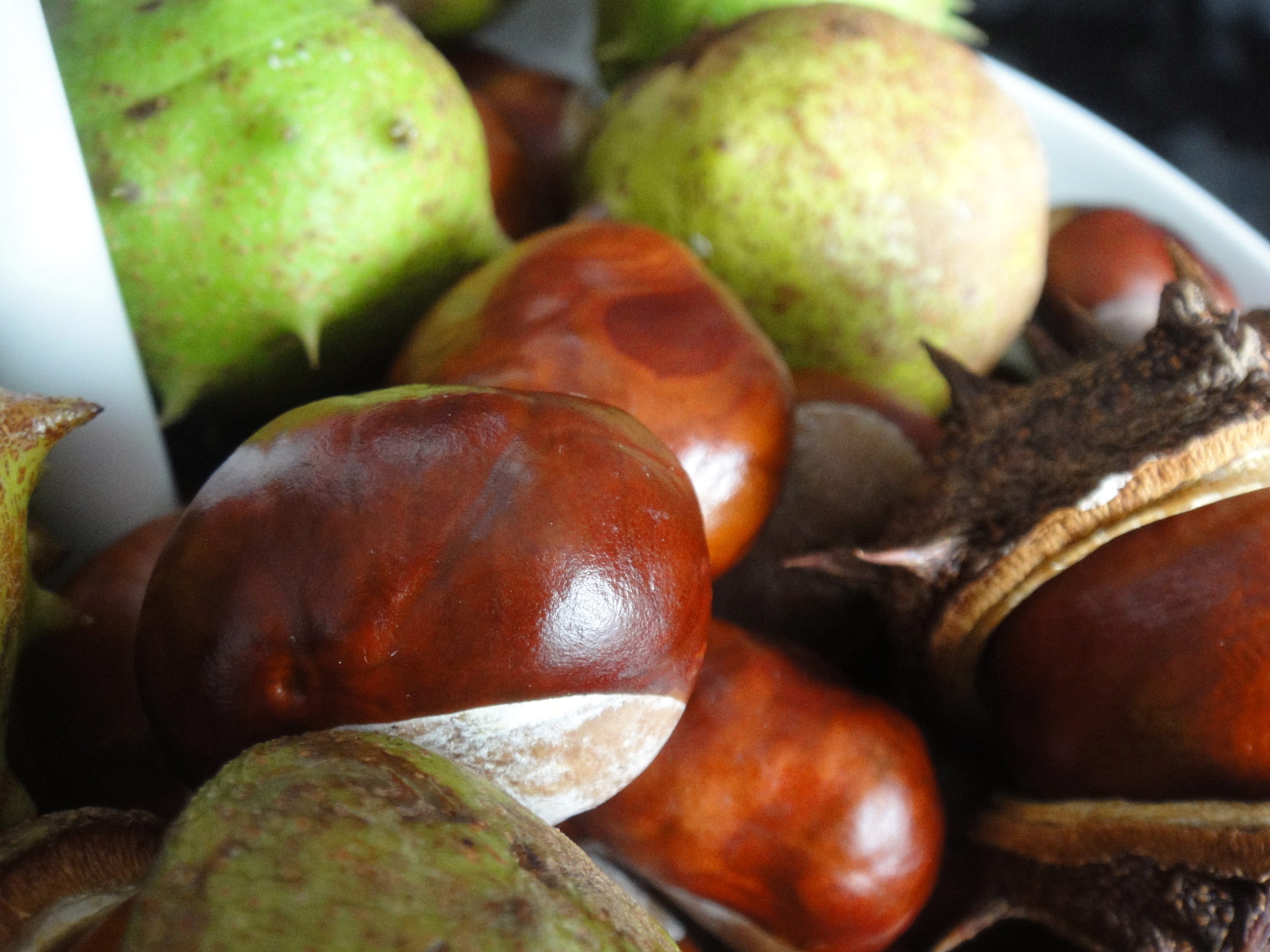 Collecting conkers for a classy seasonal display | The Daily Norm