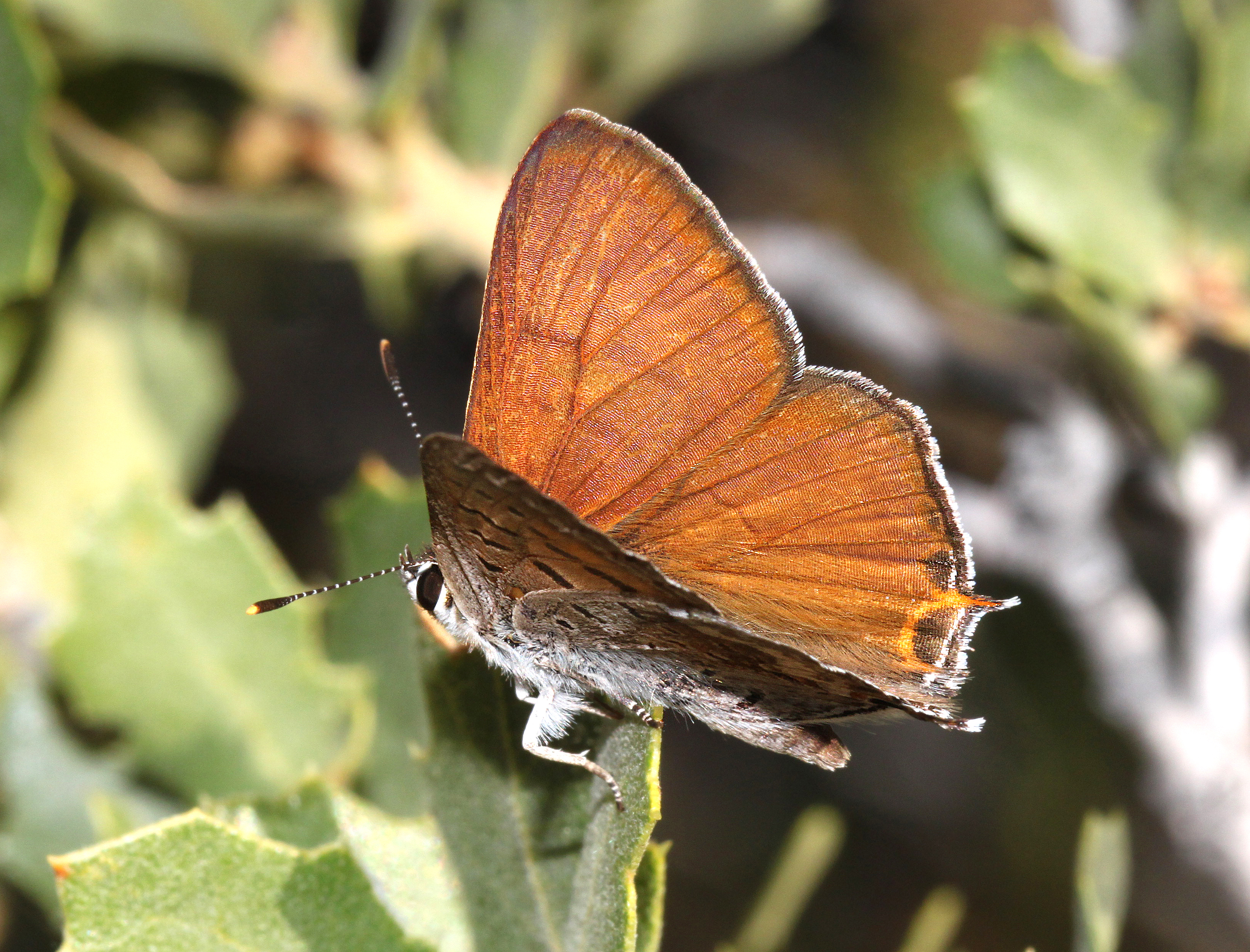 Copper, tailed (lycaena arota) (6-30-10) male, 1.7 mile road, caliente ridge, carrizo plain nat mon (1) photo
