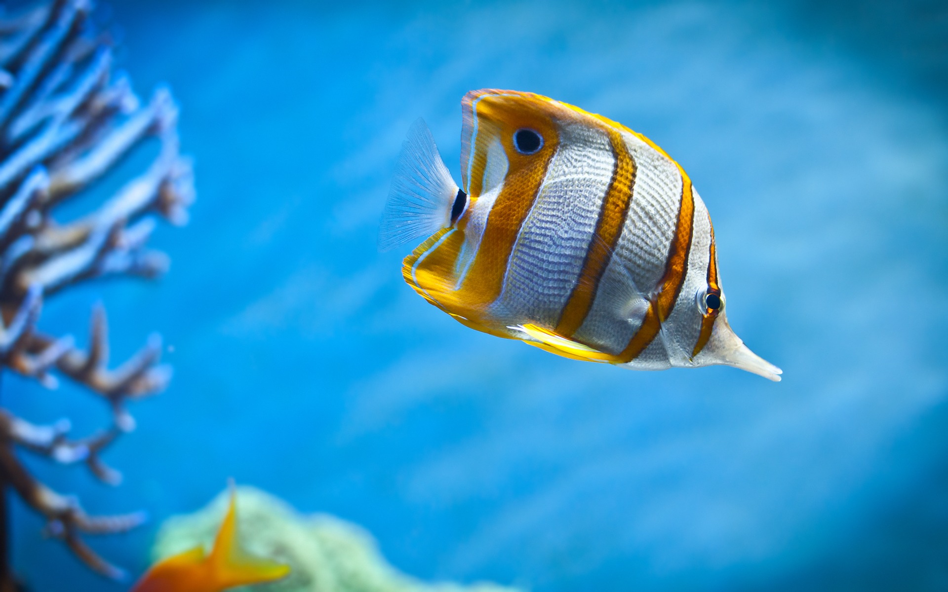 Copperband Butterfly Fish Wallpapers | HD Wallpapers | ID #10205