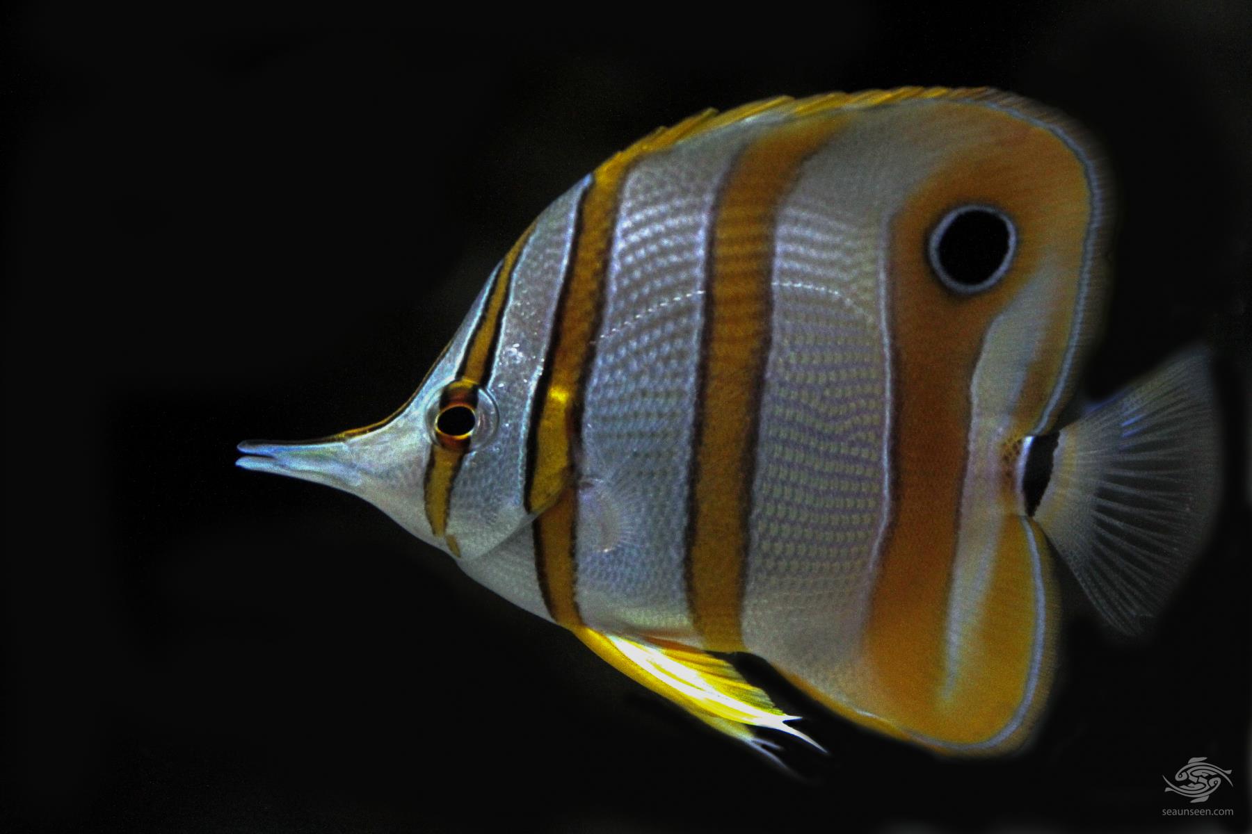 Copperband butterflyfish - Facts and Photographs - Seaunseen