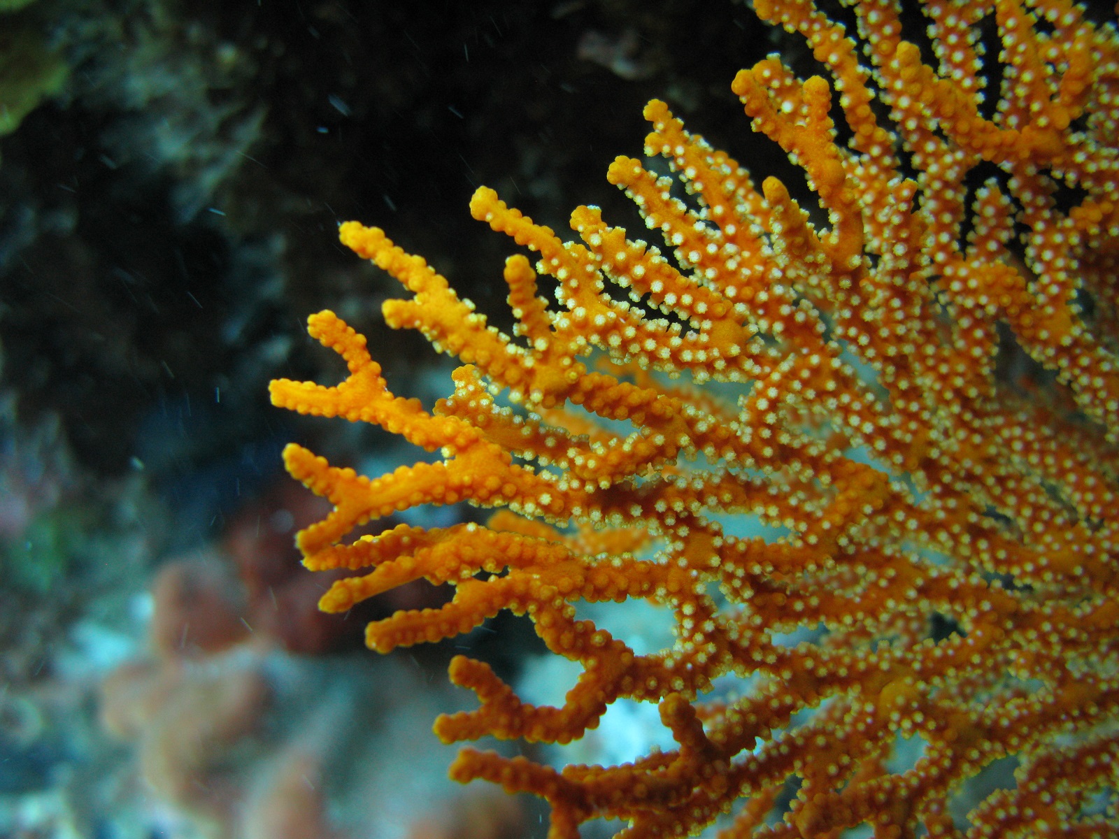Rottnest Island Wildlife | Coral Reefs