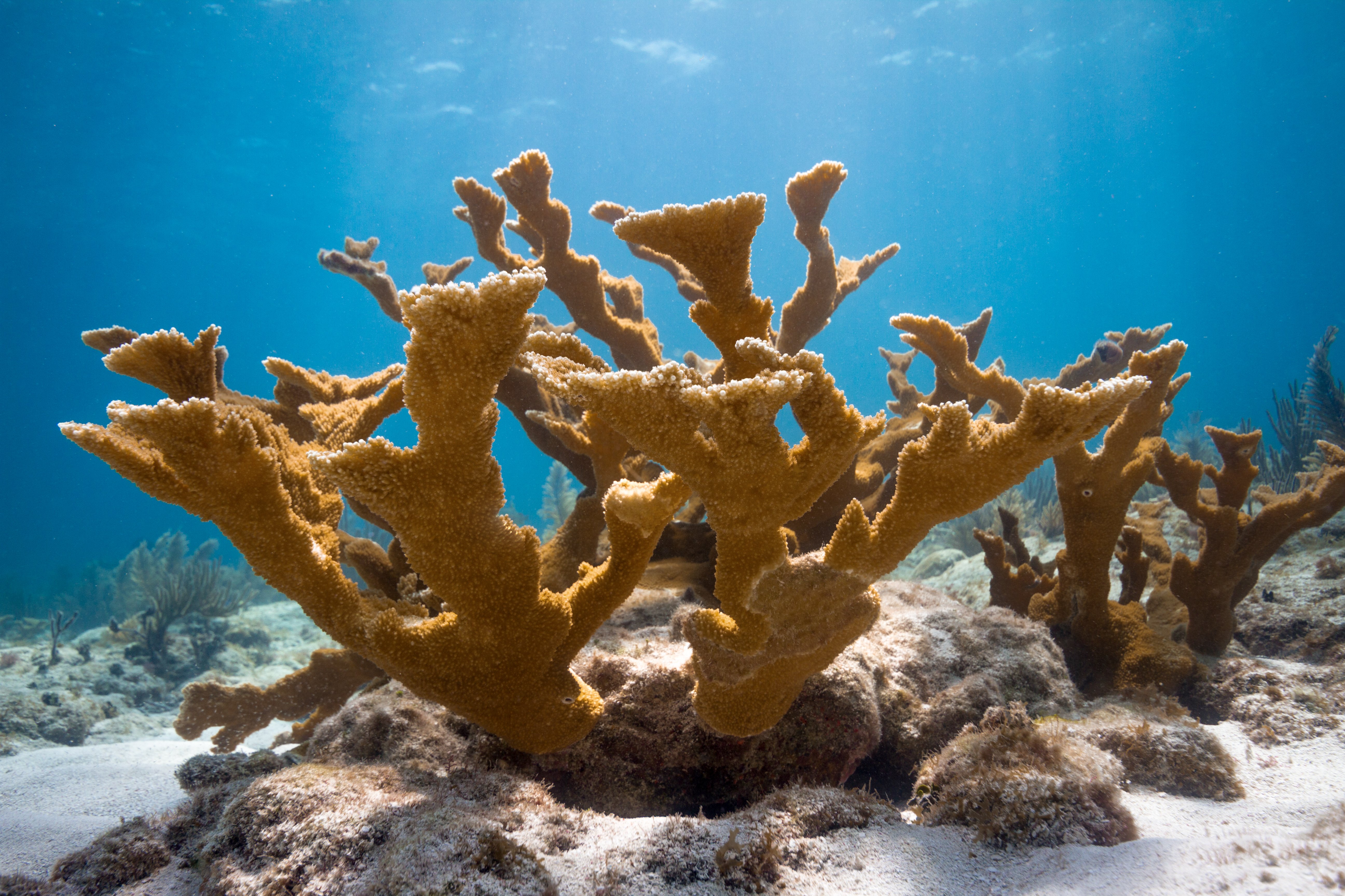 March's Bracelet: Coral Reefs - 4Ocean