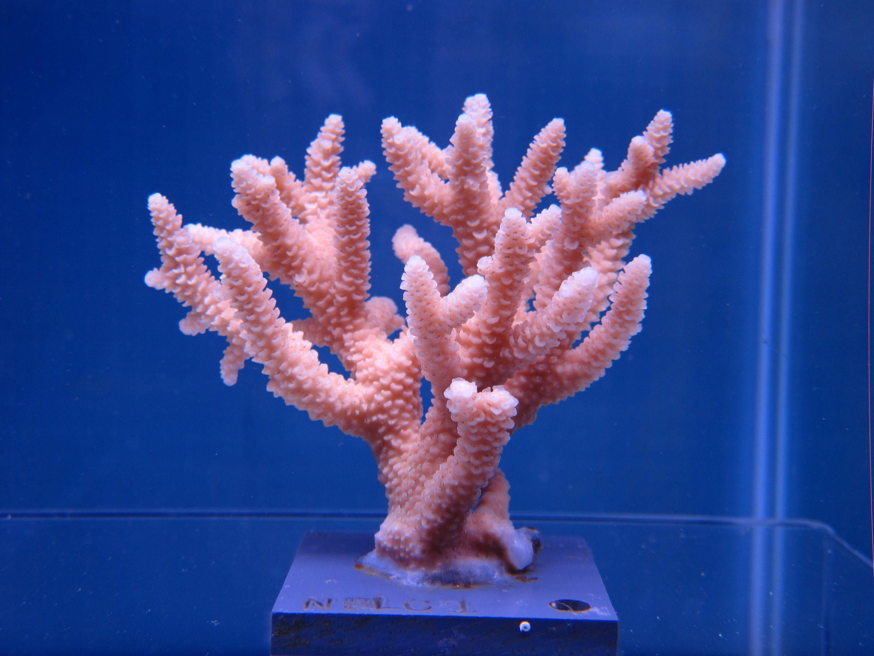 How climate change weakens coral 'immune systems'