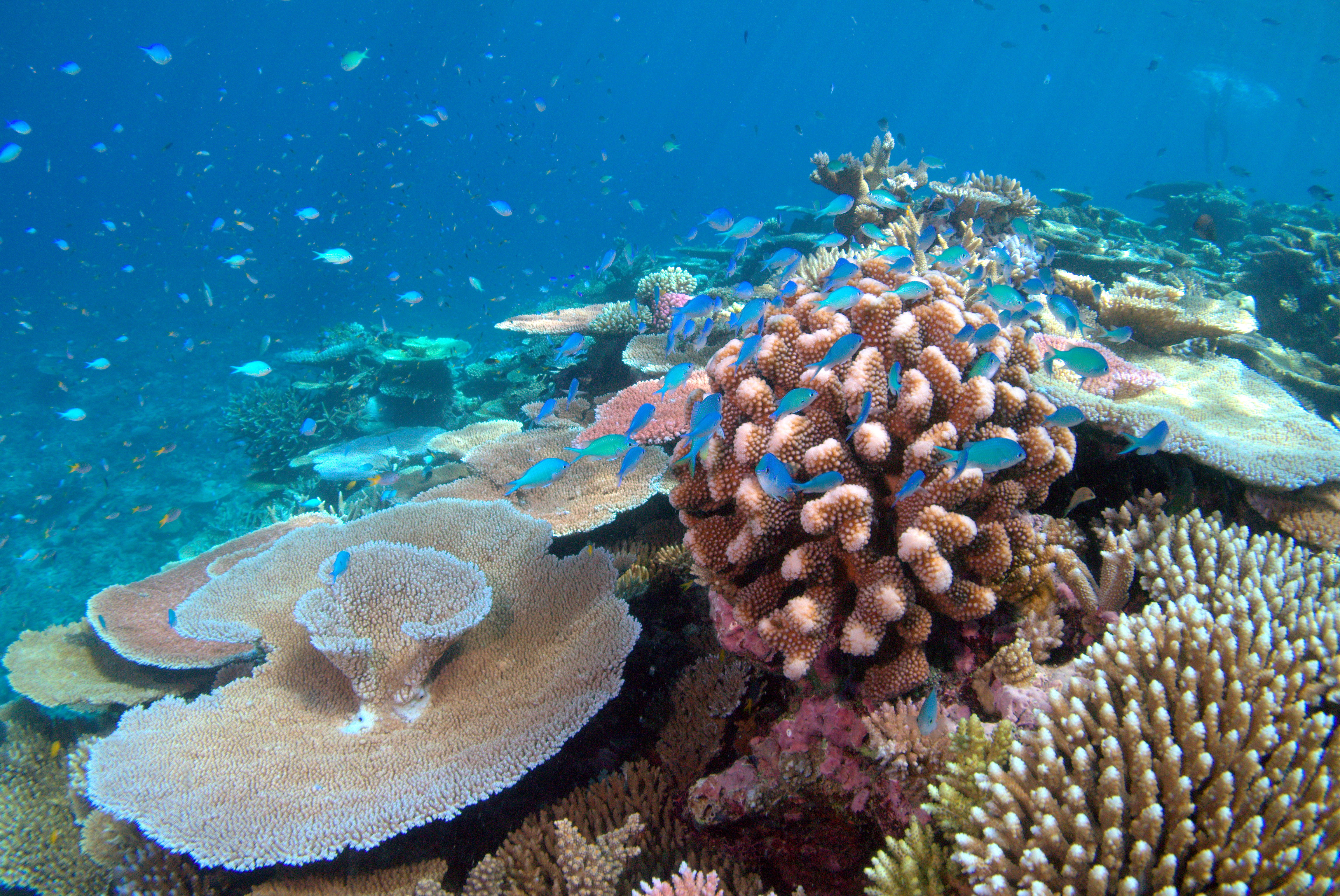 Коралловые рифы описание. Коралловый Барьерный риф. Большой Барьерный риф кораллы. Большой Барьерный риф обесцвечивание кораллов. Герматипные кораллы.