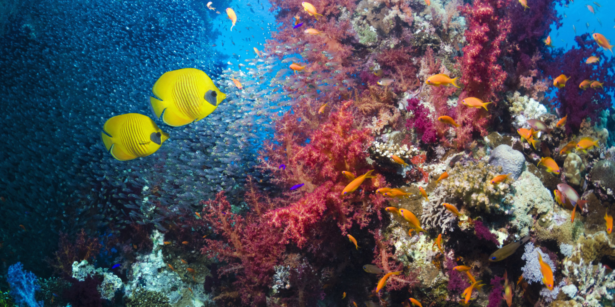Coral Reefs: Living and Dying in an Era of Climate Change | HuffPost
