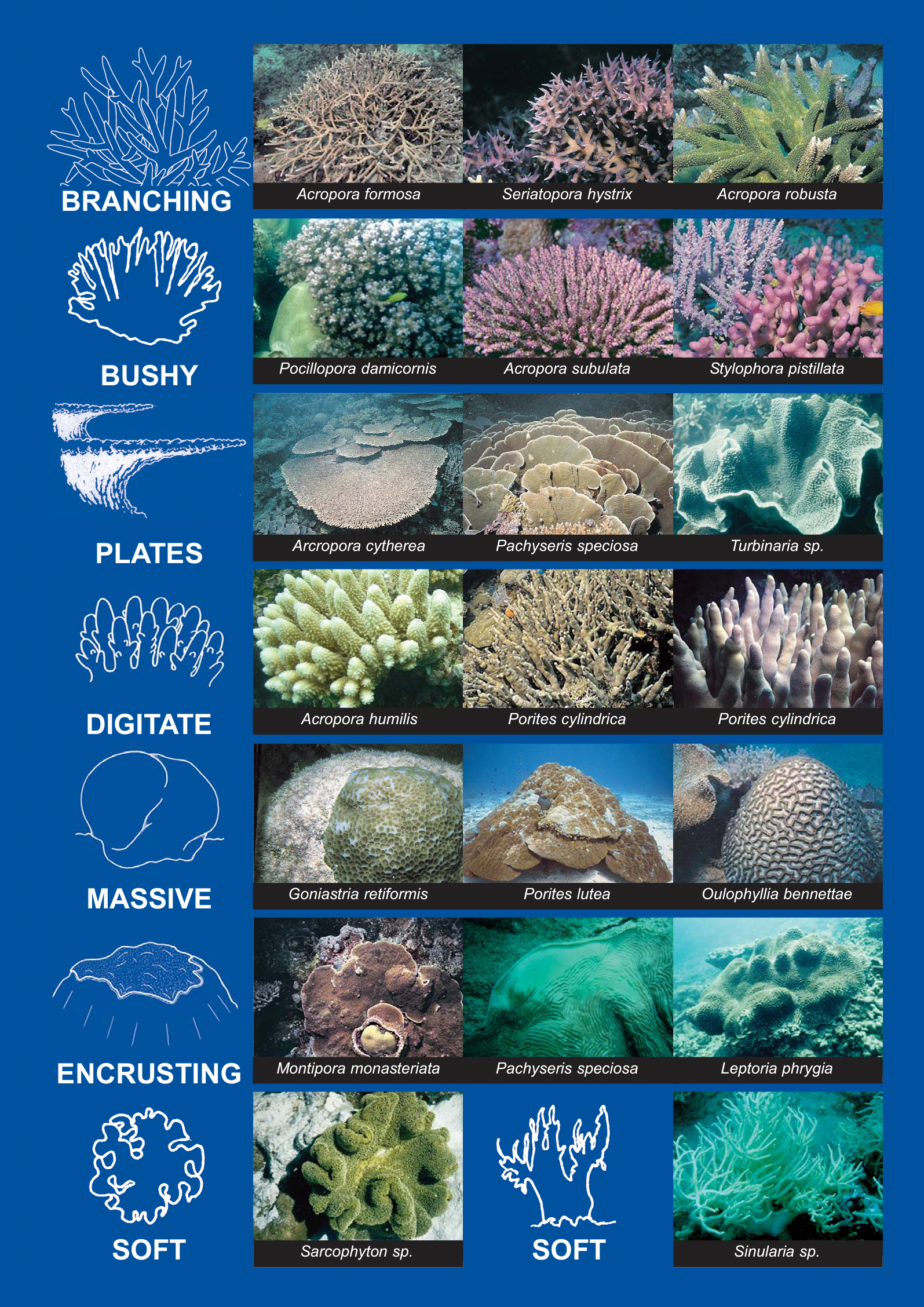 Corals - Reef Magic Education