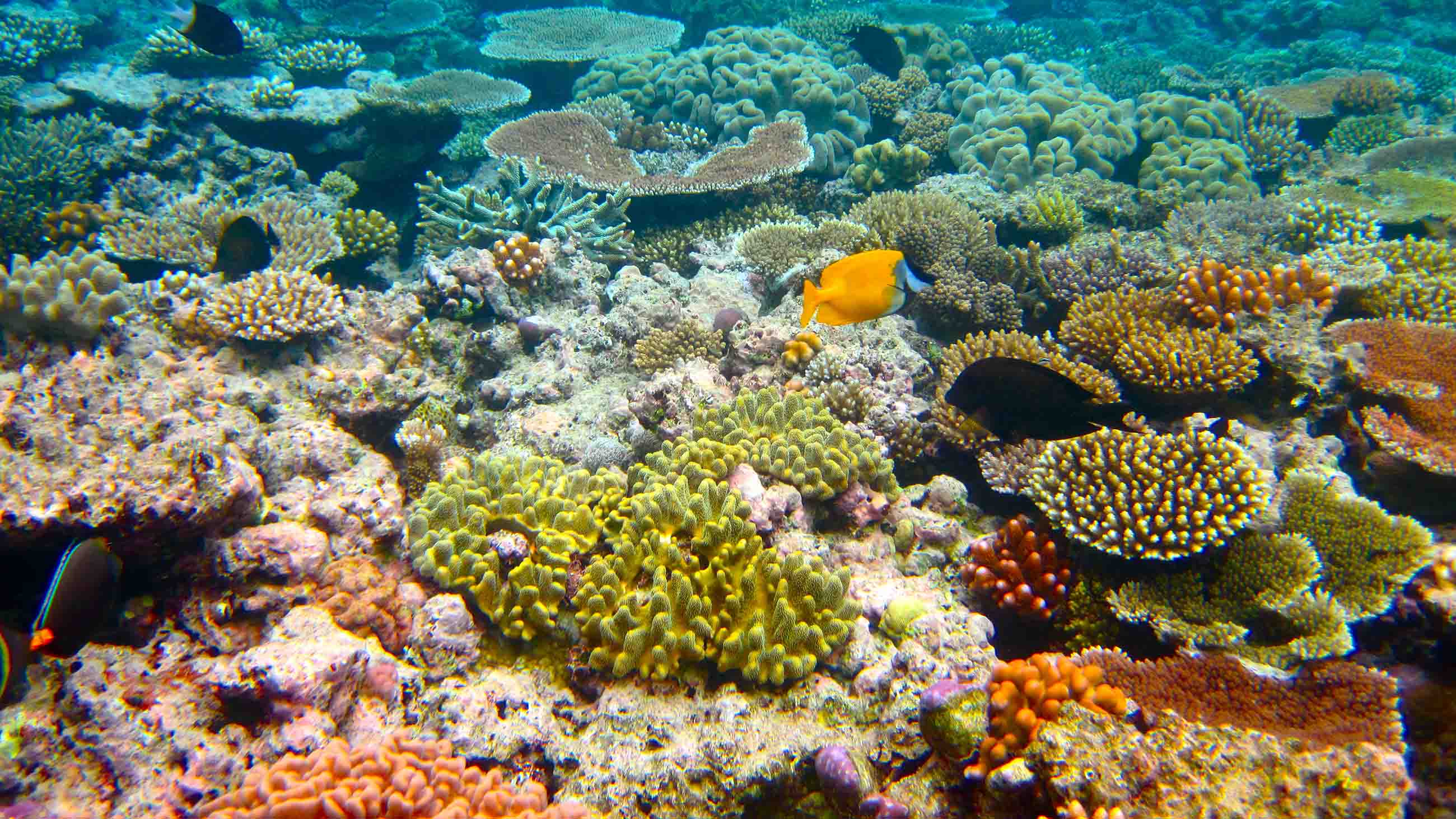 For the Success of Coral Restoration, a Matter of Scale