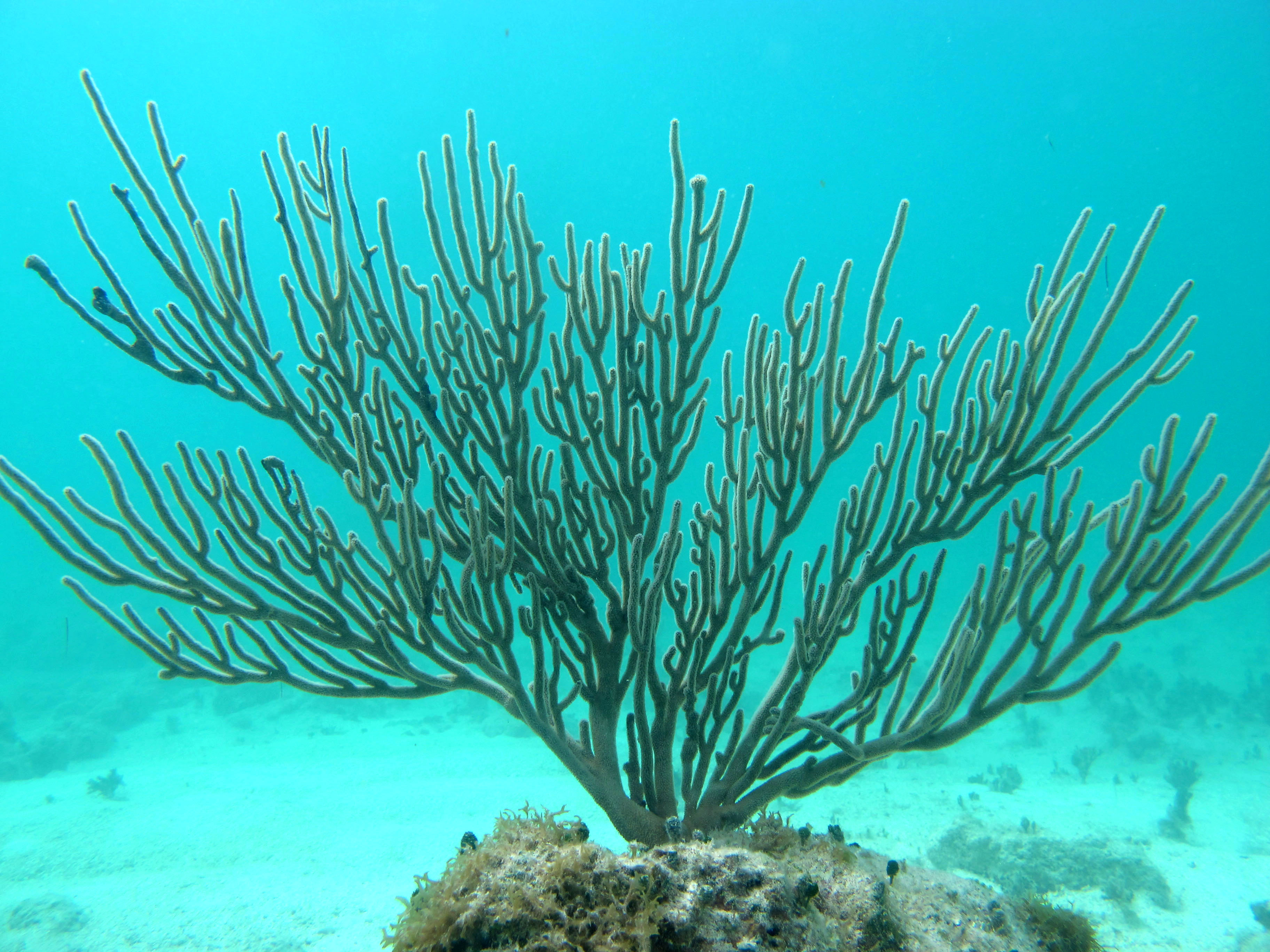 Gorgonians-Barbuda2 | Coral Reef Ecology