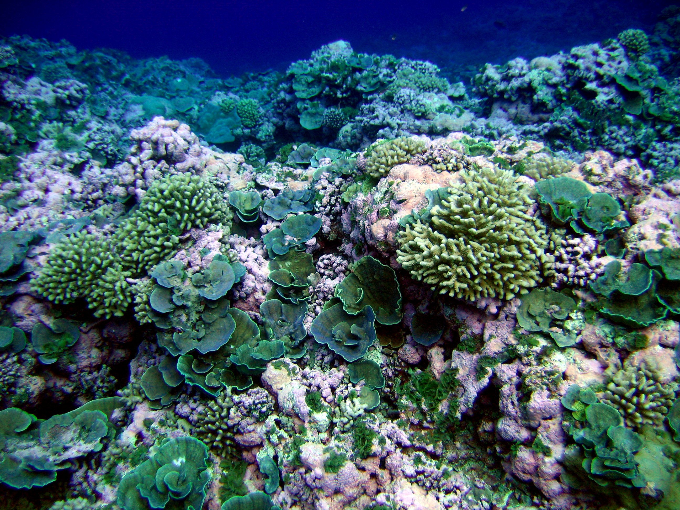 Five Things About Coral and CORAL | NASA
