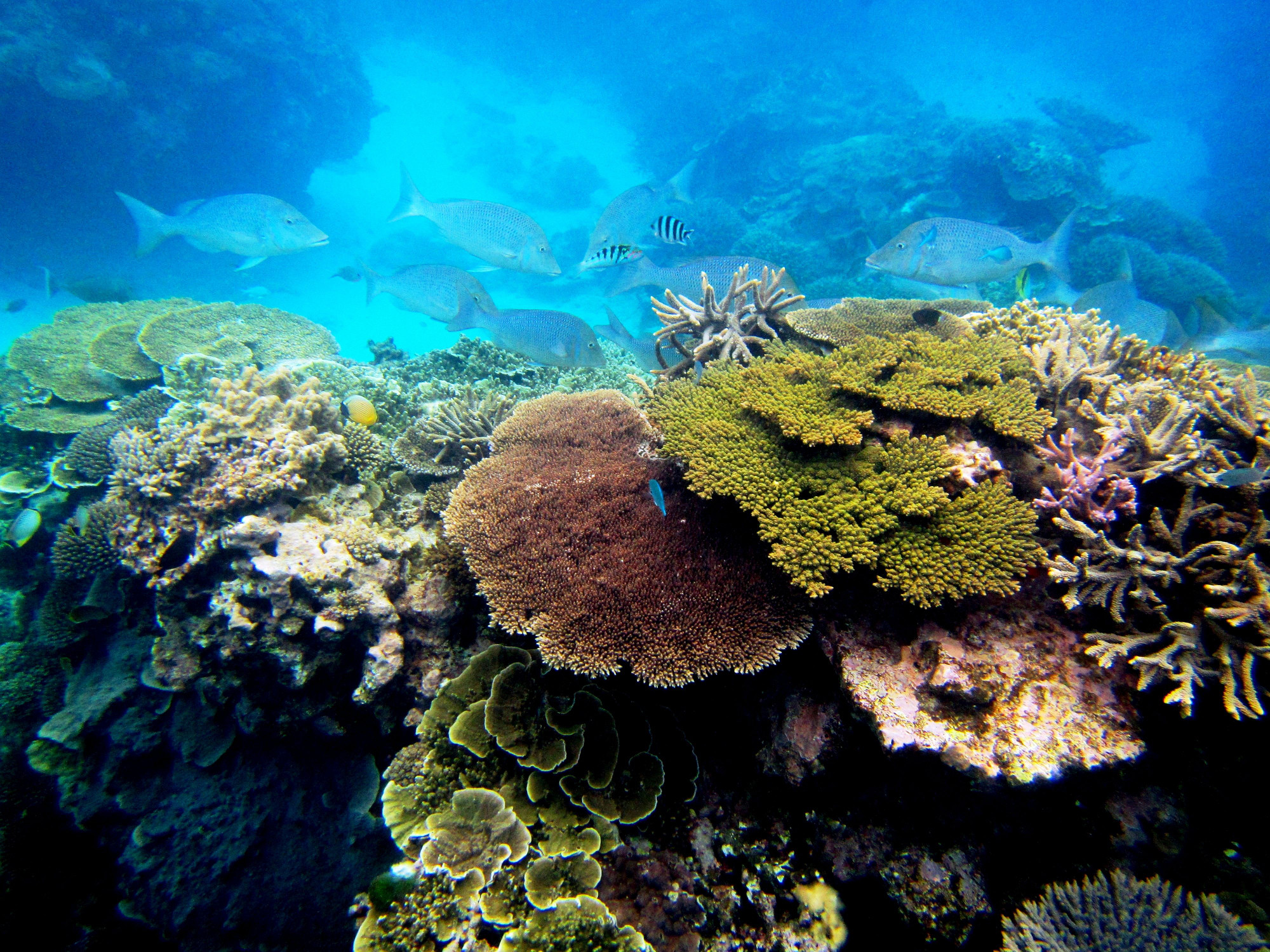 Coral Sperm Banks: A Safety Net for Reefs? - Science Friday