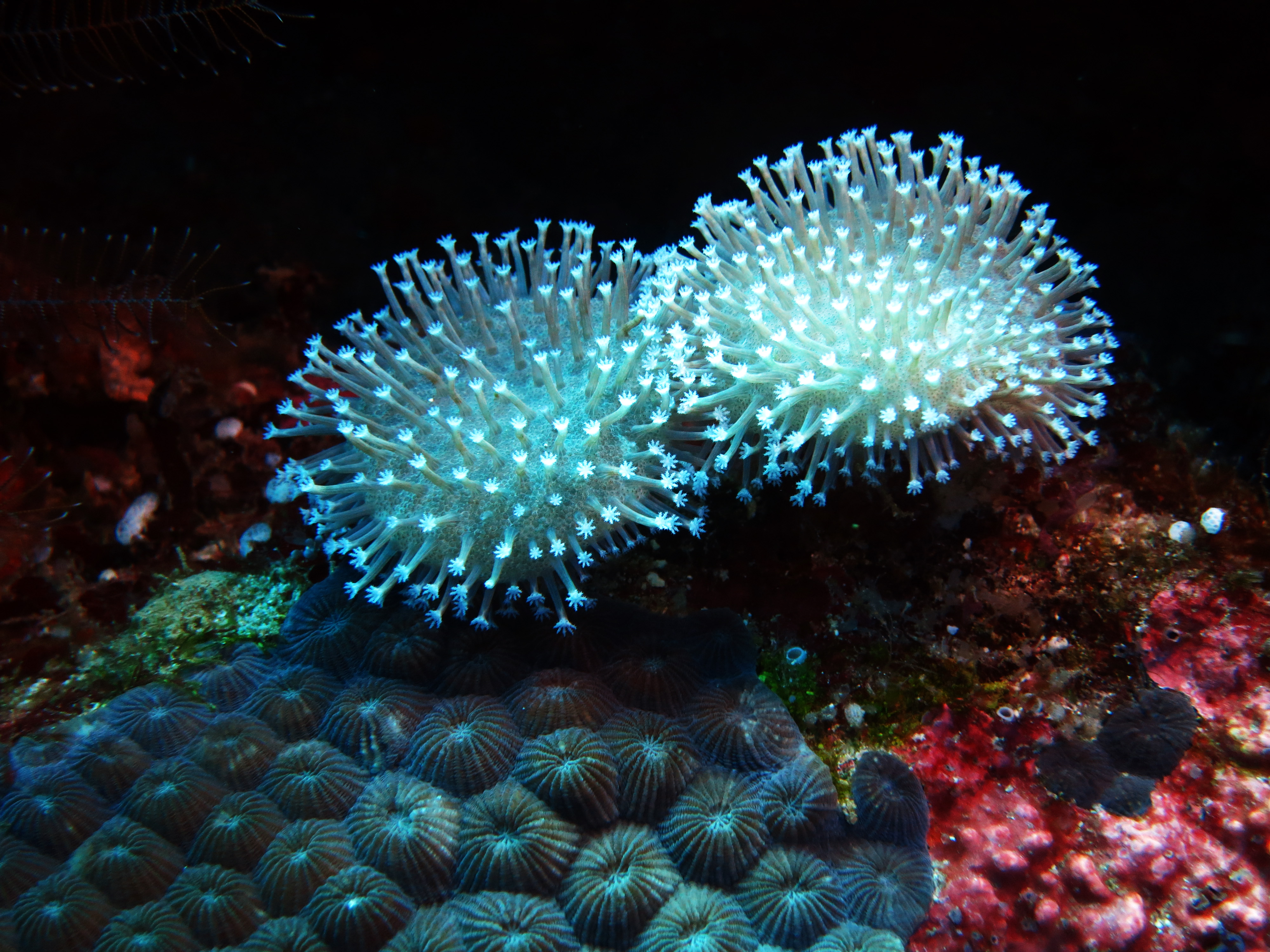 coral reefs | STEM Newcastle