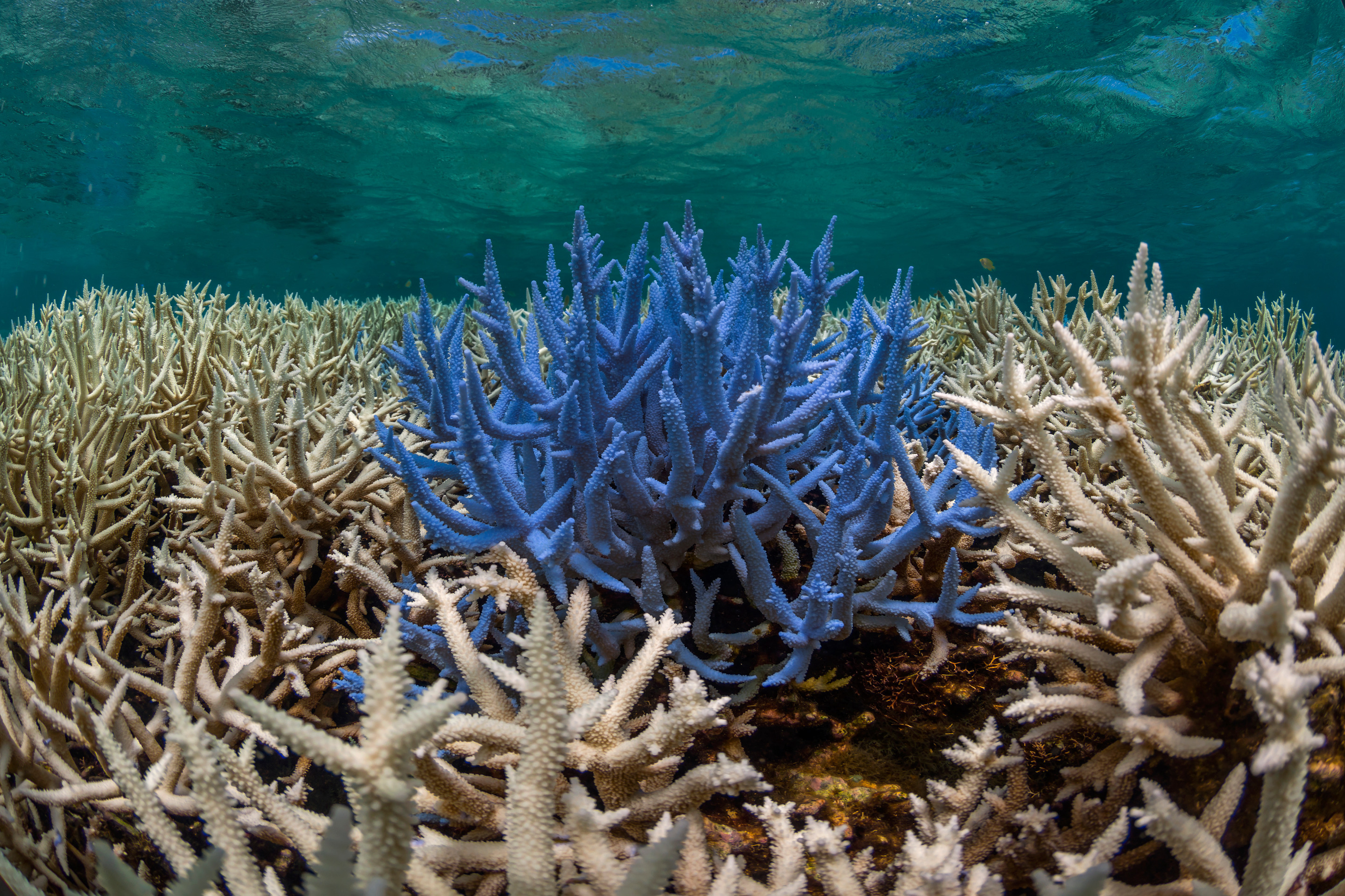 What Is Coral Bleaching? Some Reefs Glow Before They Die | Inverse