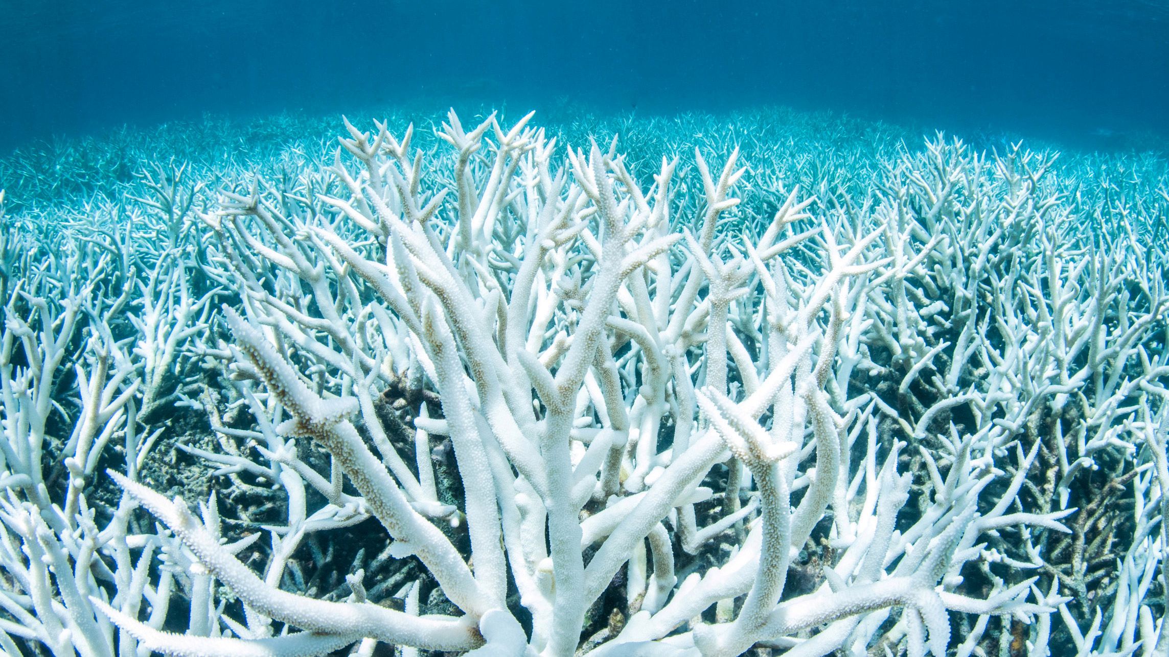 Mass coral die-offs at the Great Barrier Reef are a sign of far ...