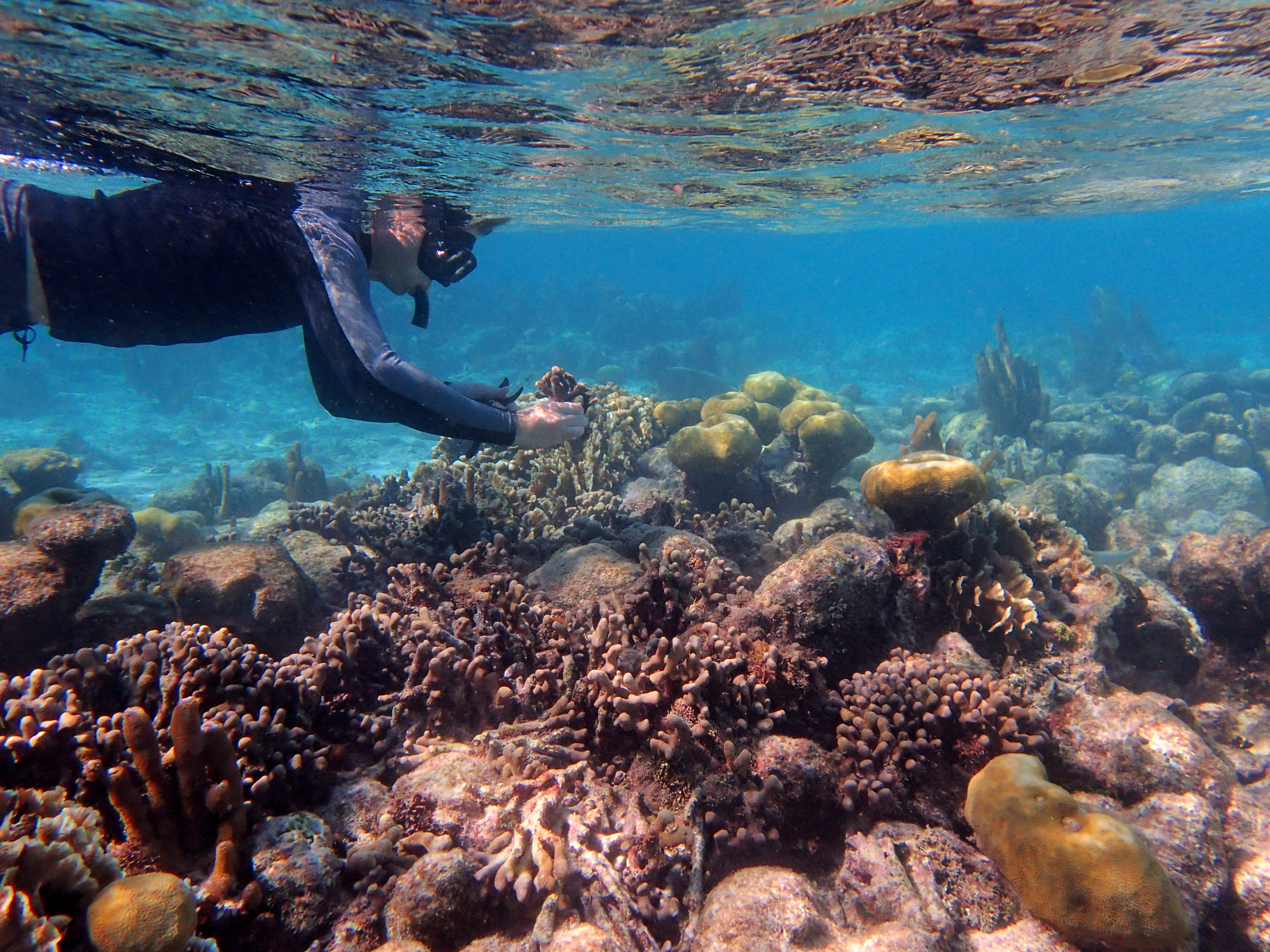 Modern genetic sequencing tools give clearer picture of how corals ...