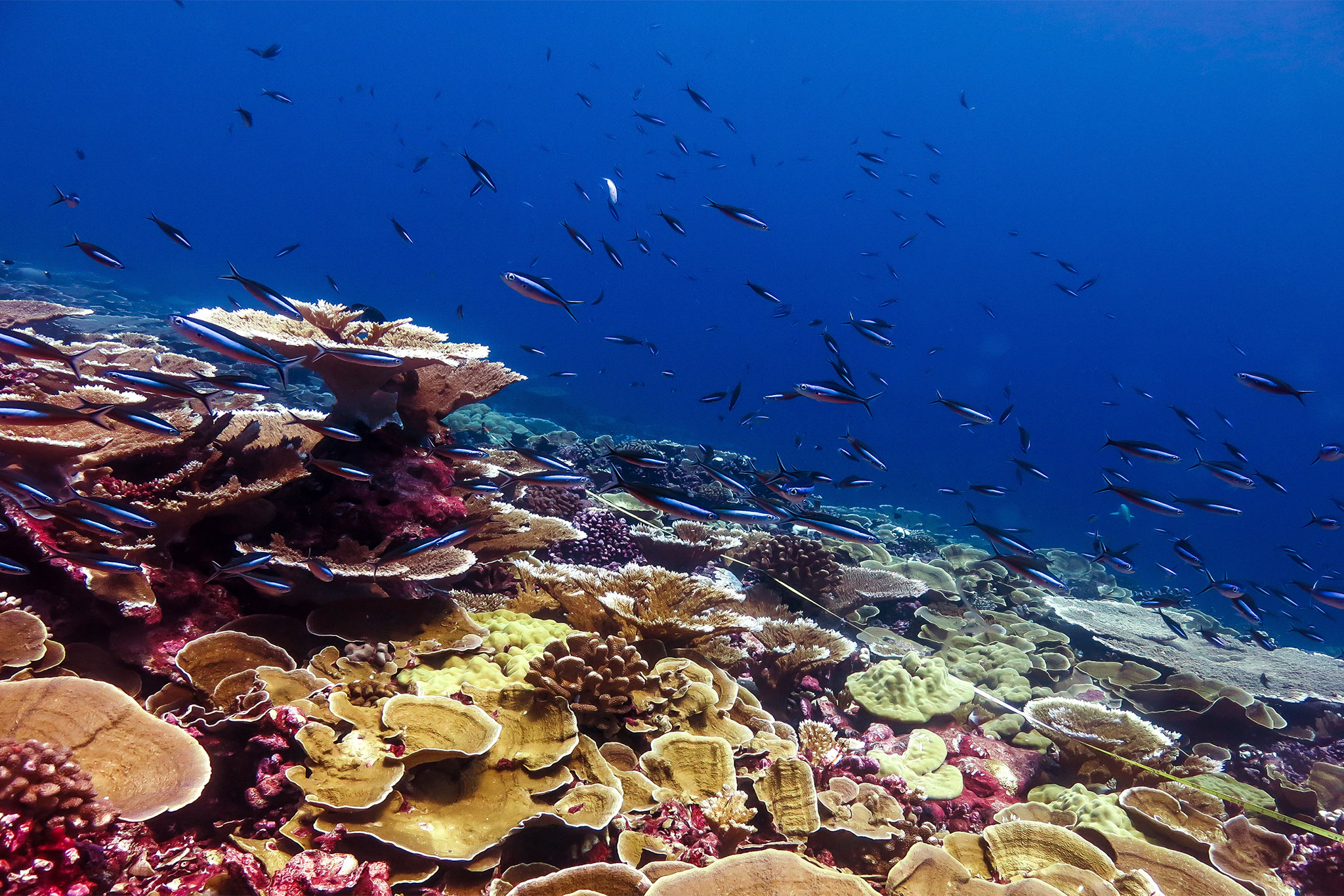 Window to Save World's Coral Reefs Closing Rapidly