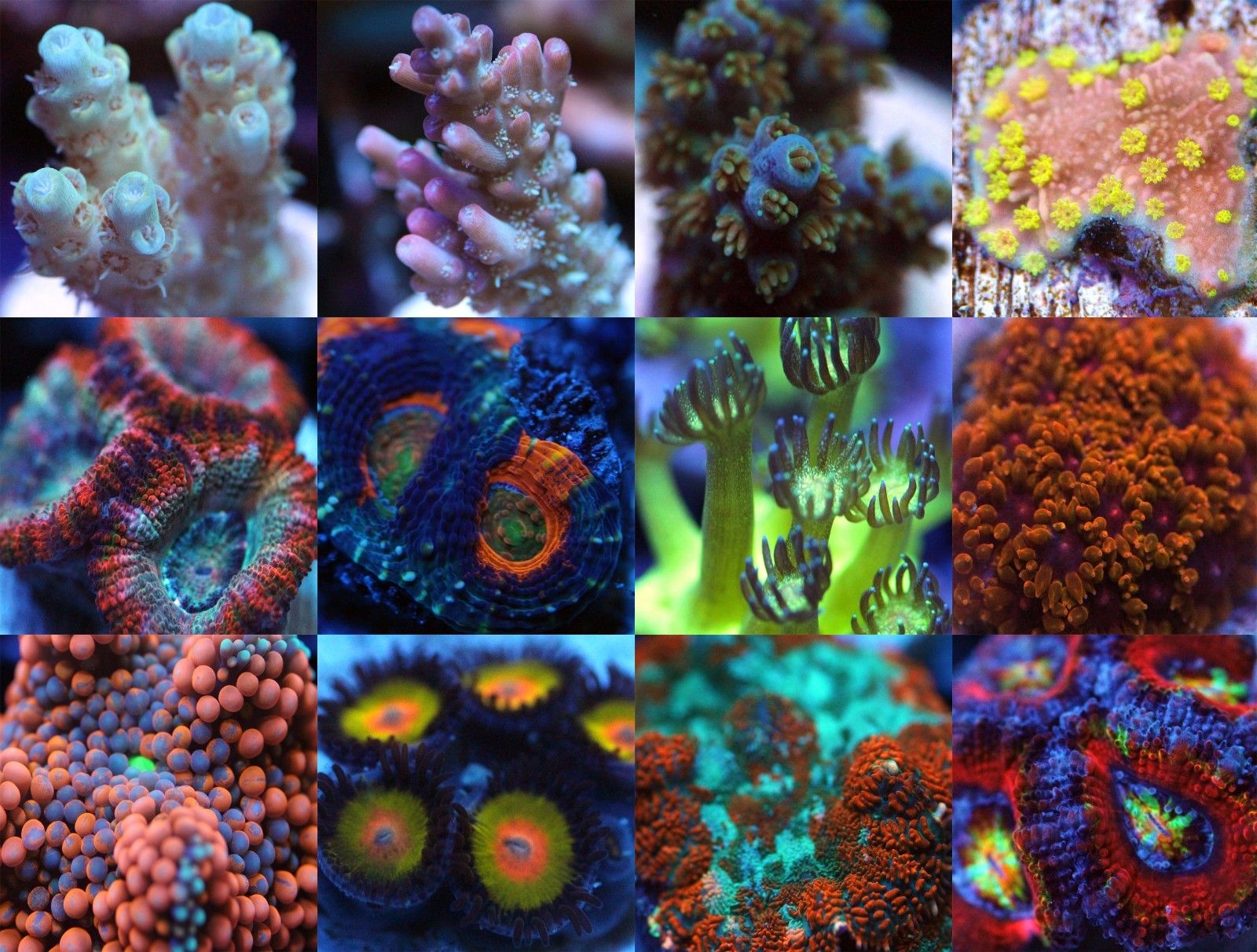 Coral 09. Литостротон коралл. SPS кораллы. LPS кораллы. LPS кораллы инкрустаторы.