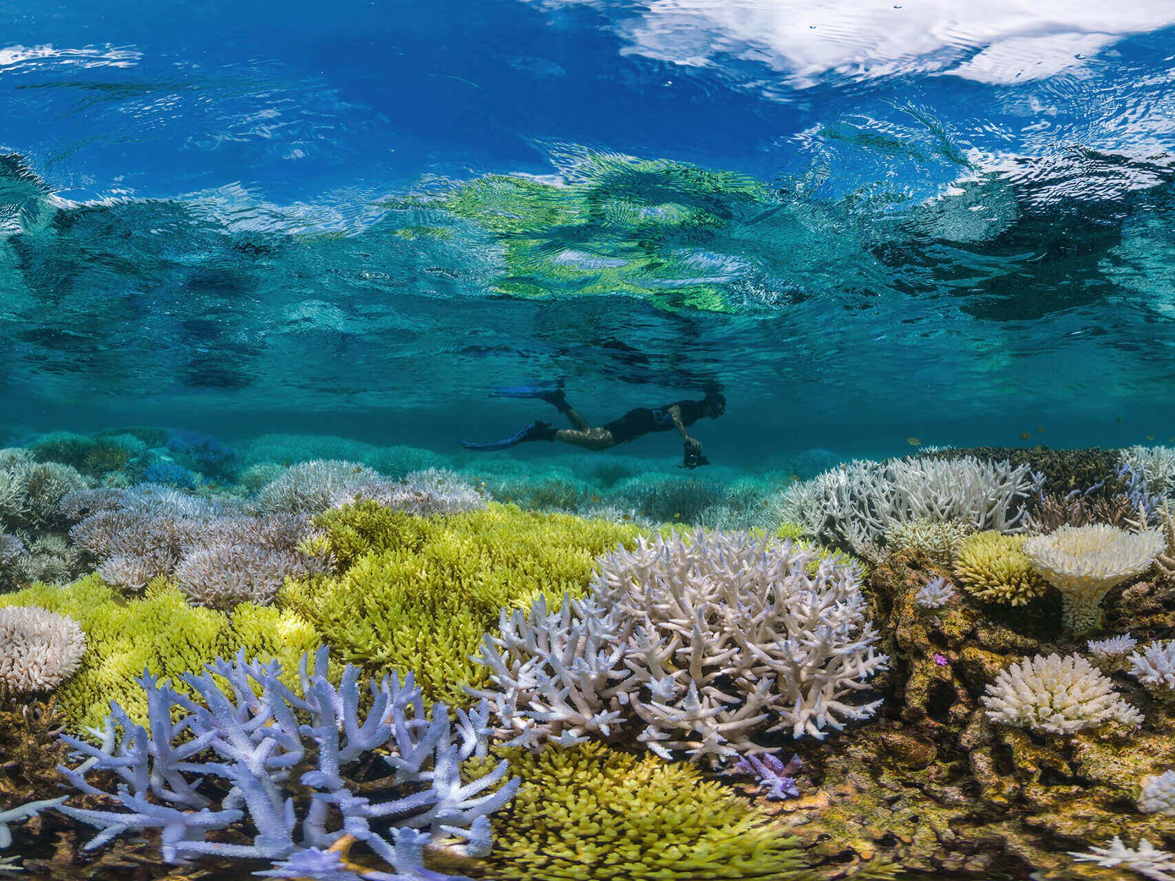 Half of Great Barrier Reef died — what happens if all coral reefs ...