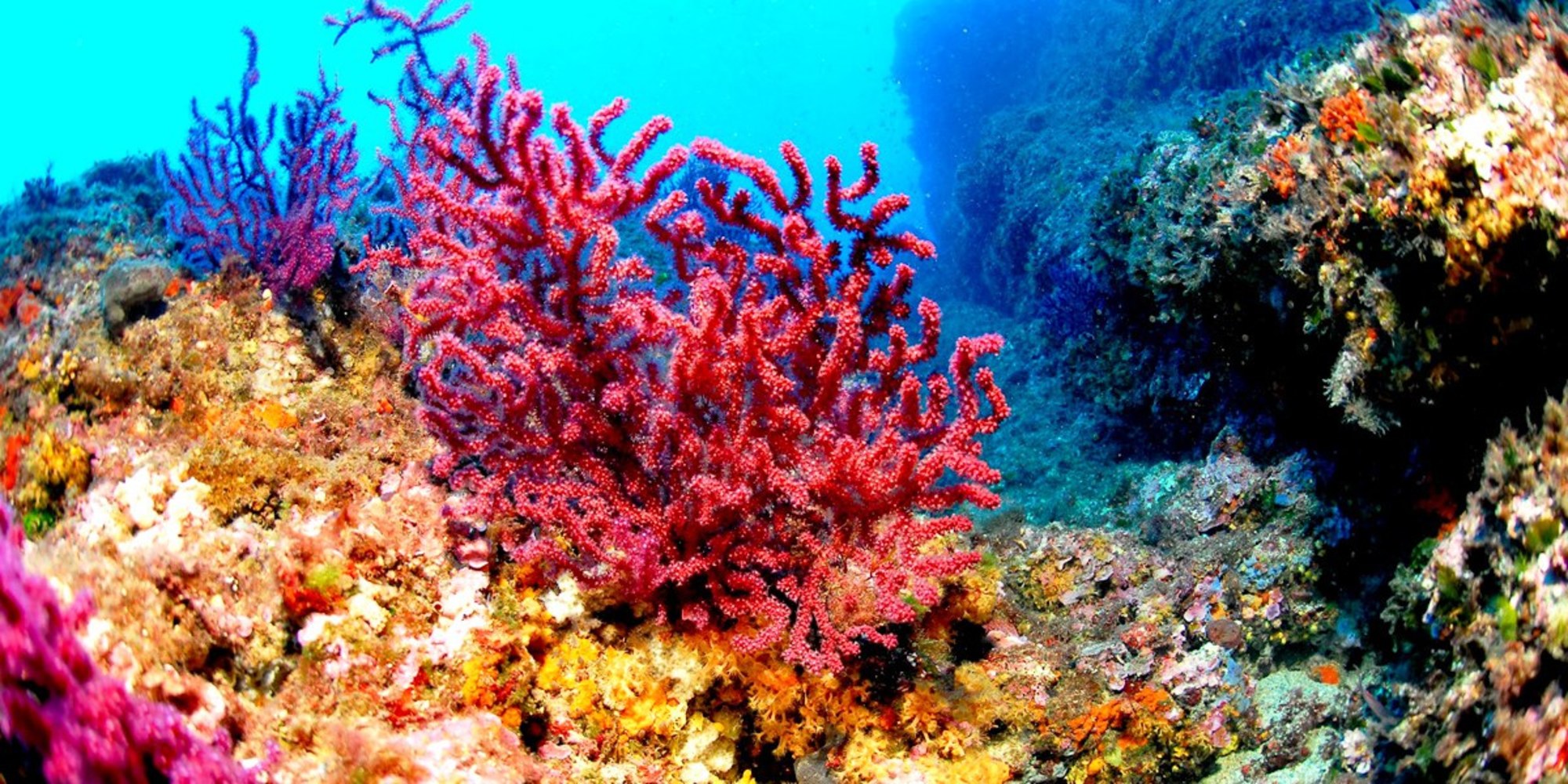 Коралловые рифы описание. Риф коралловый 54546. Коралловые рифы Монерон. Коралловый риф Акропора. Окинава коралловые рифы.