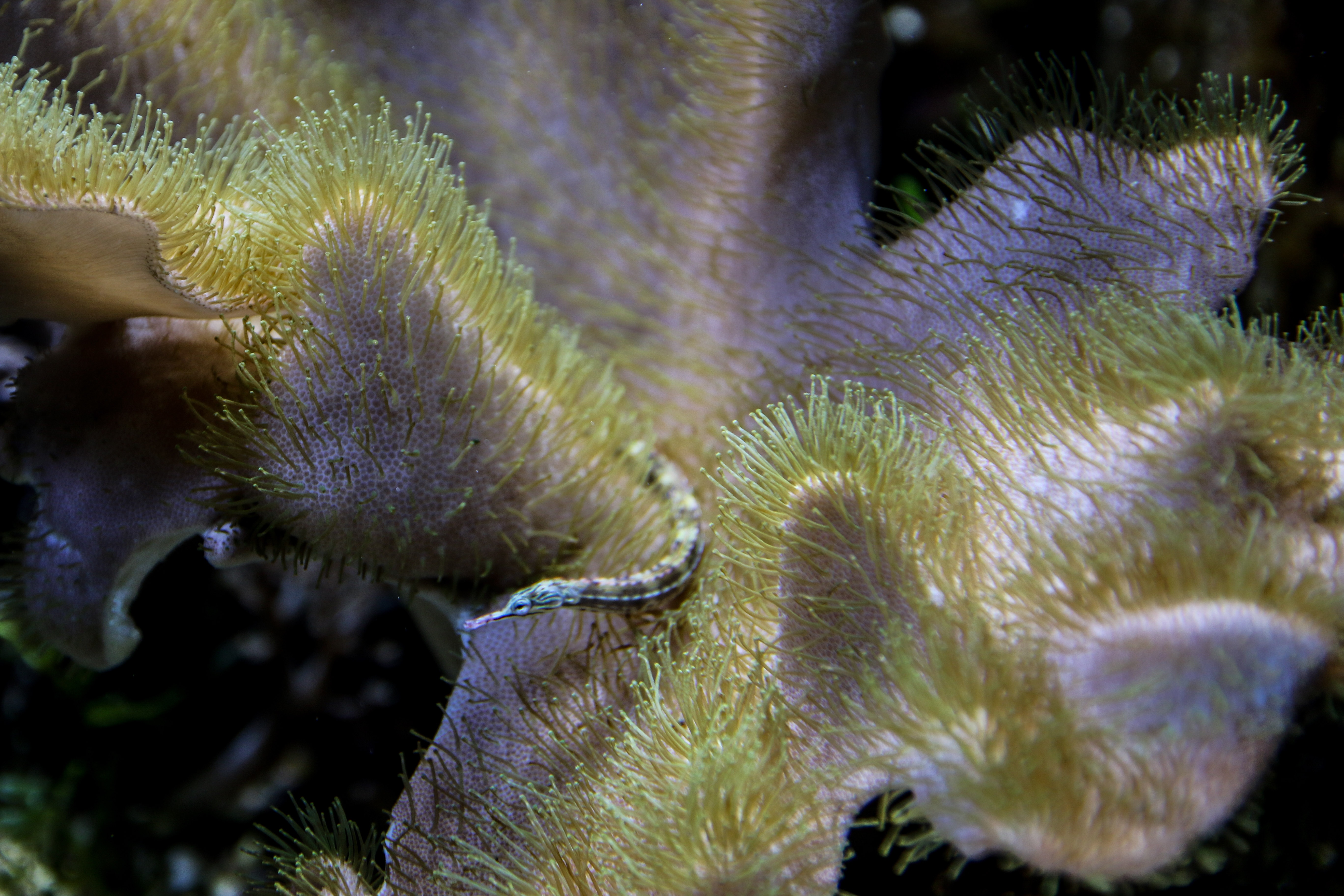 Coral reef photo