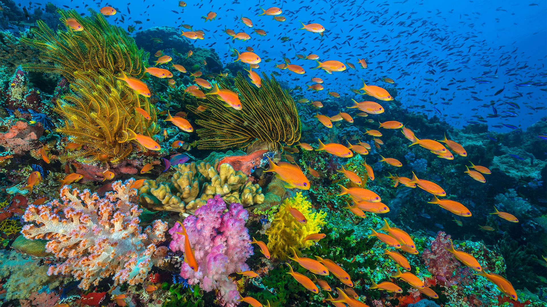 Coral Reefs | Planet Earth: Blue Planet II | BBC America