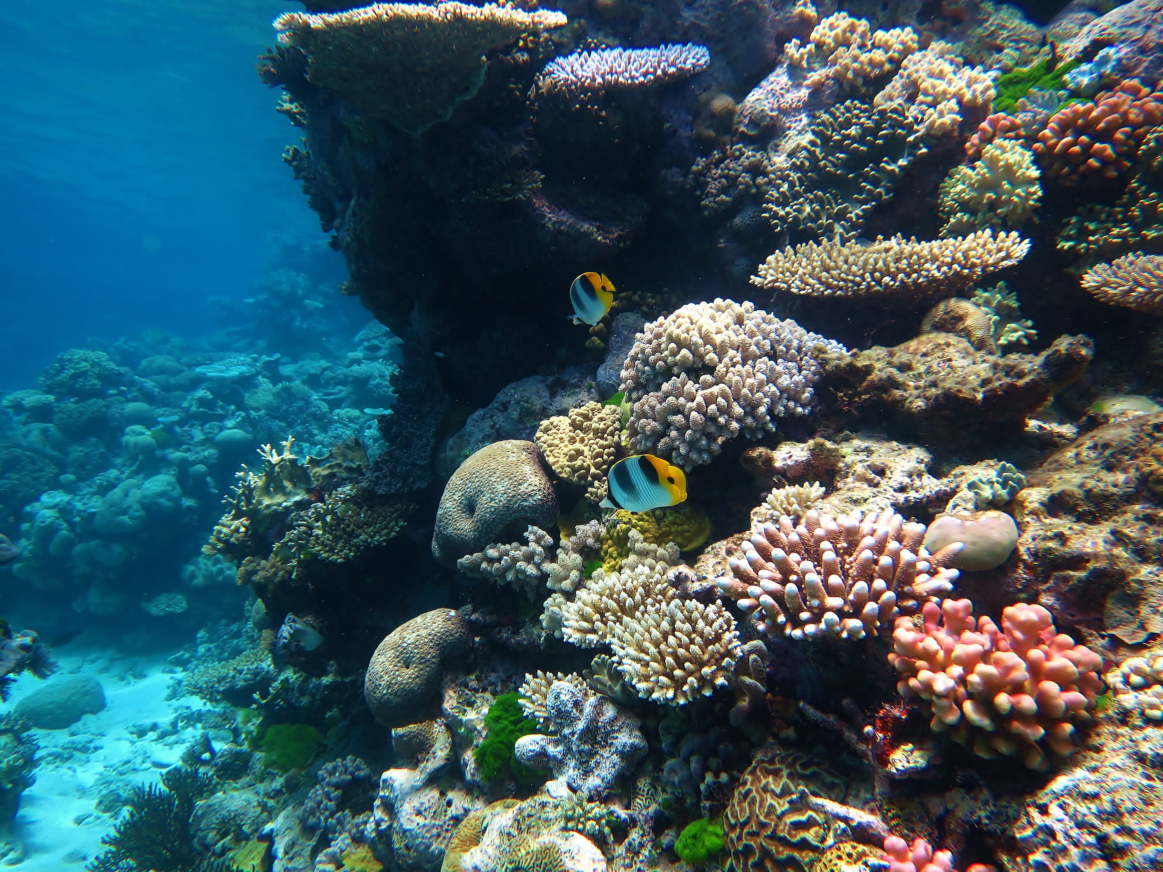 Scientists successfully transplant coral into the devastated Great ...