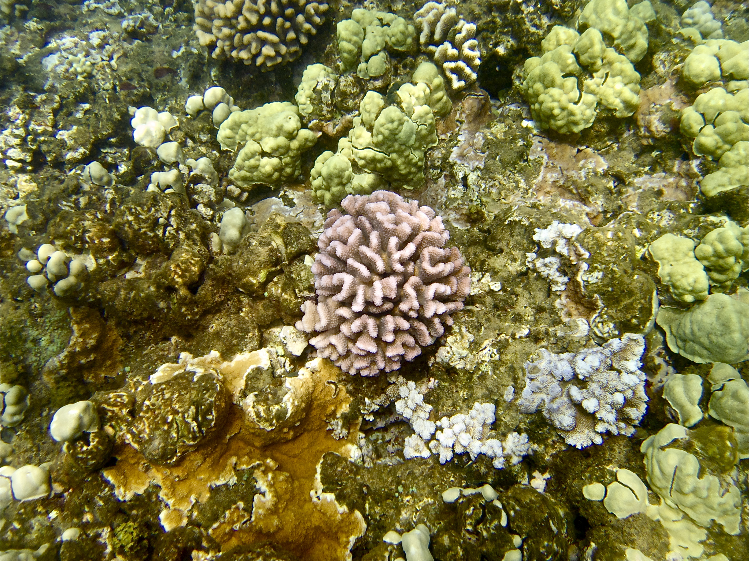 Coral reef in hawaii photo