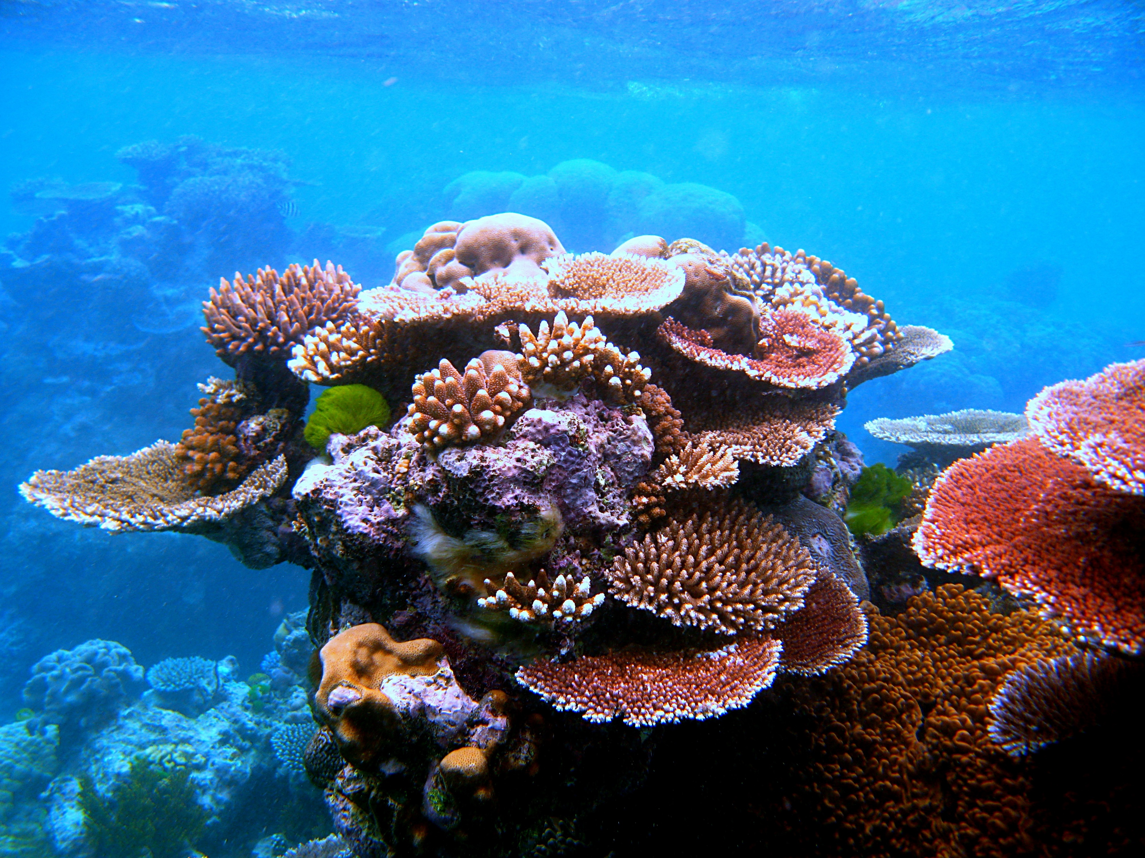 Coral reef protection - Wikipedia