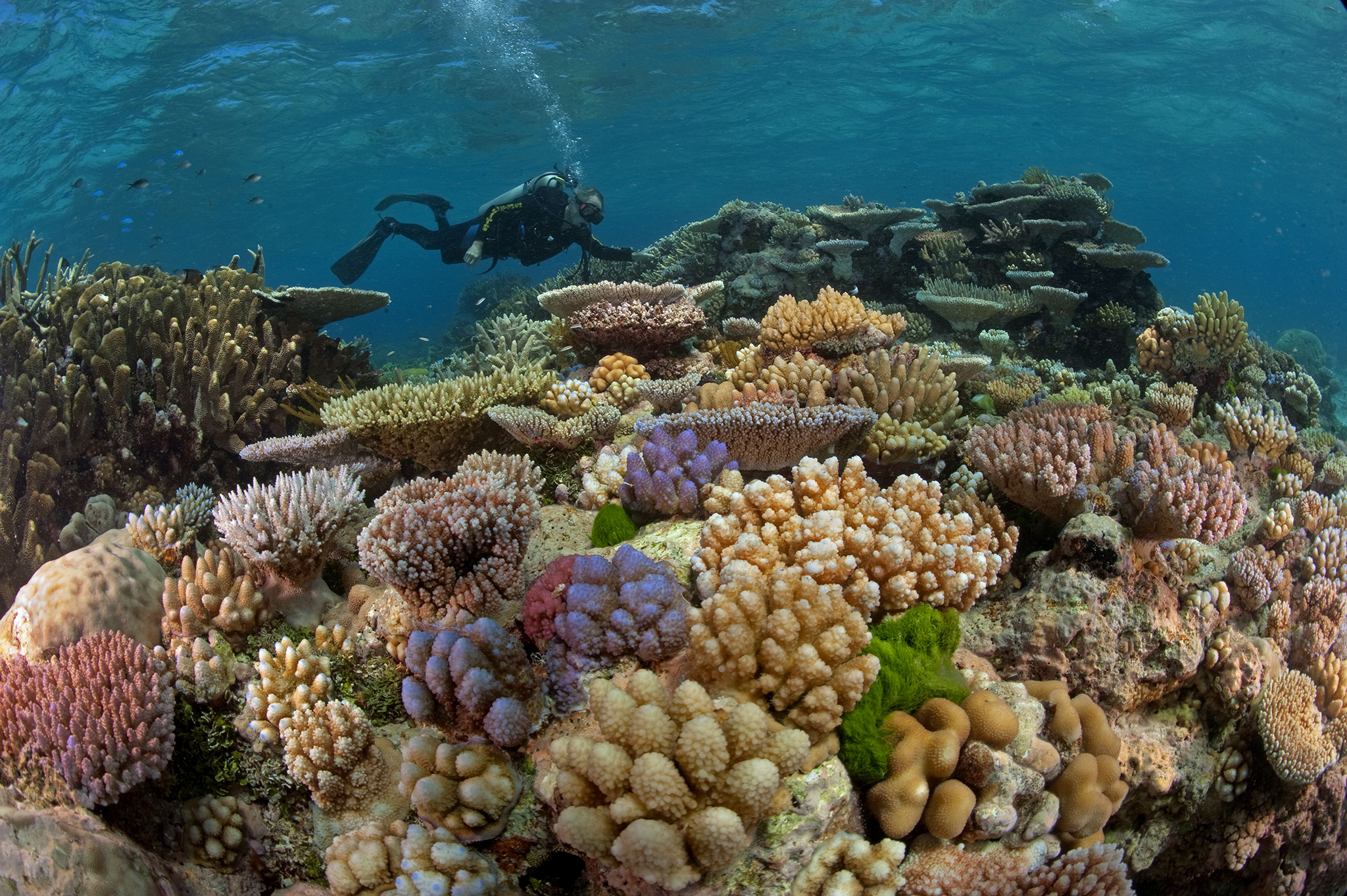 Coral Reefs Could Be Gone in 30 Years
