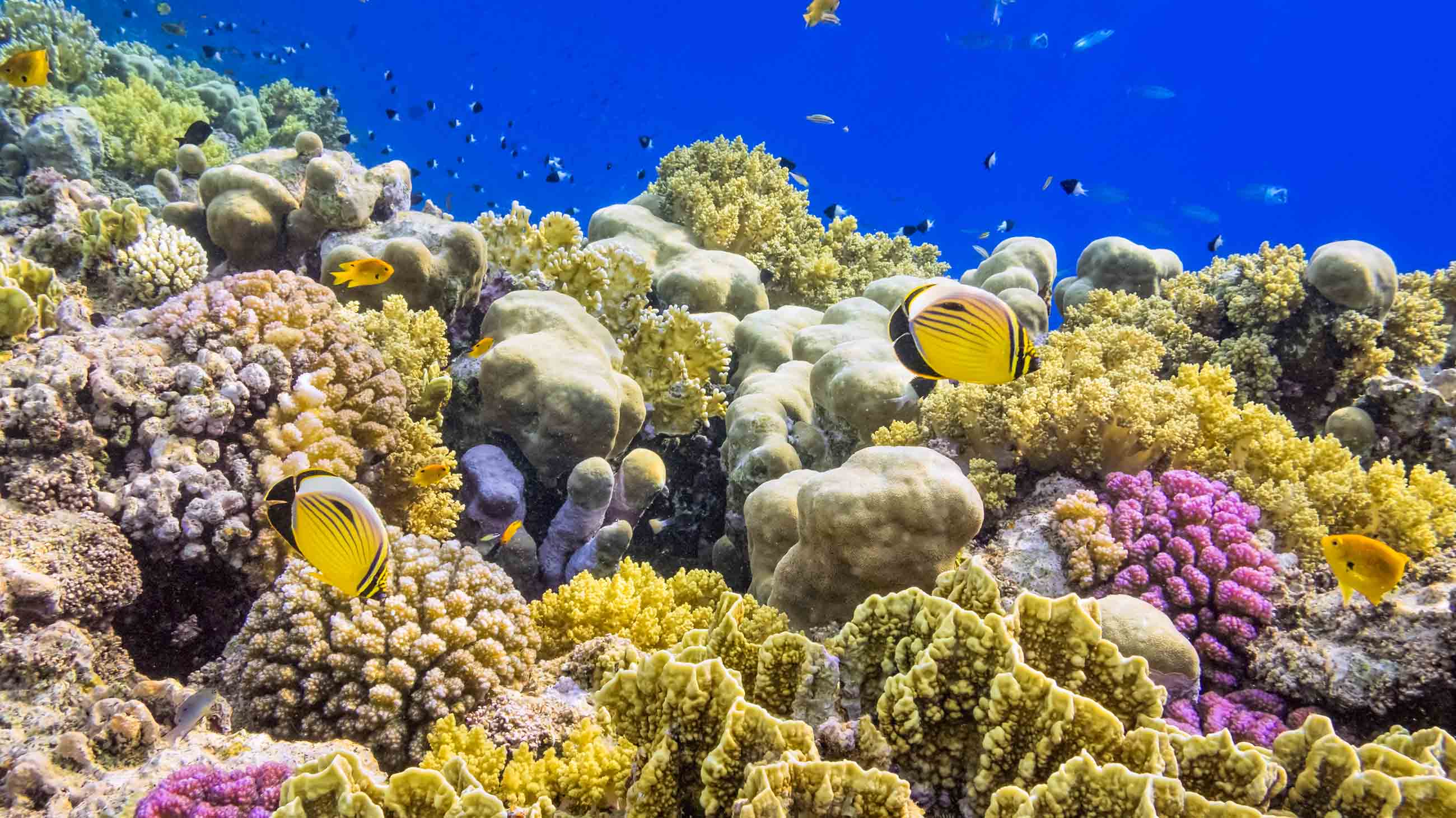 High Schoolers Have High Hopes for Saving Corals