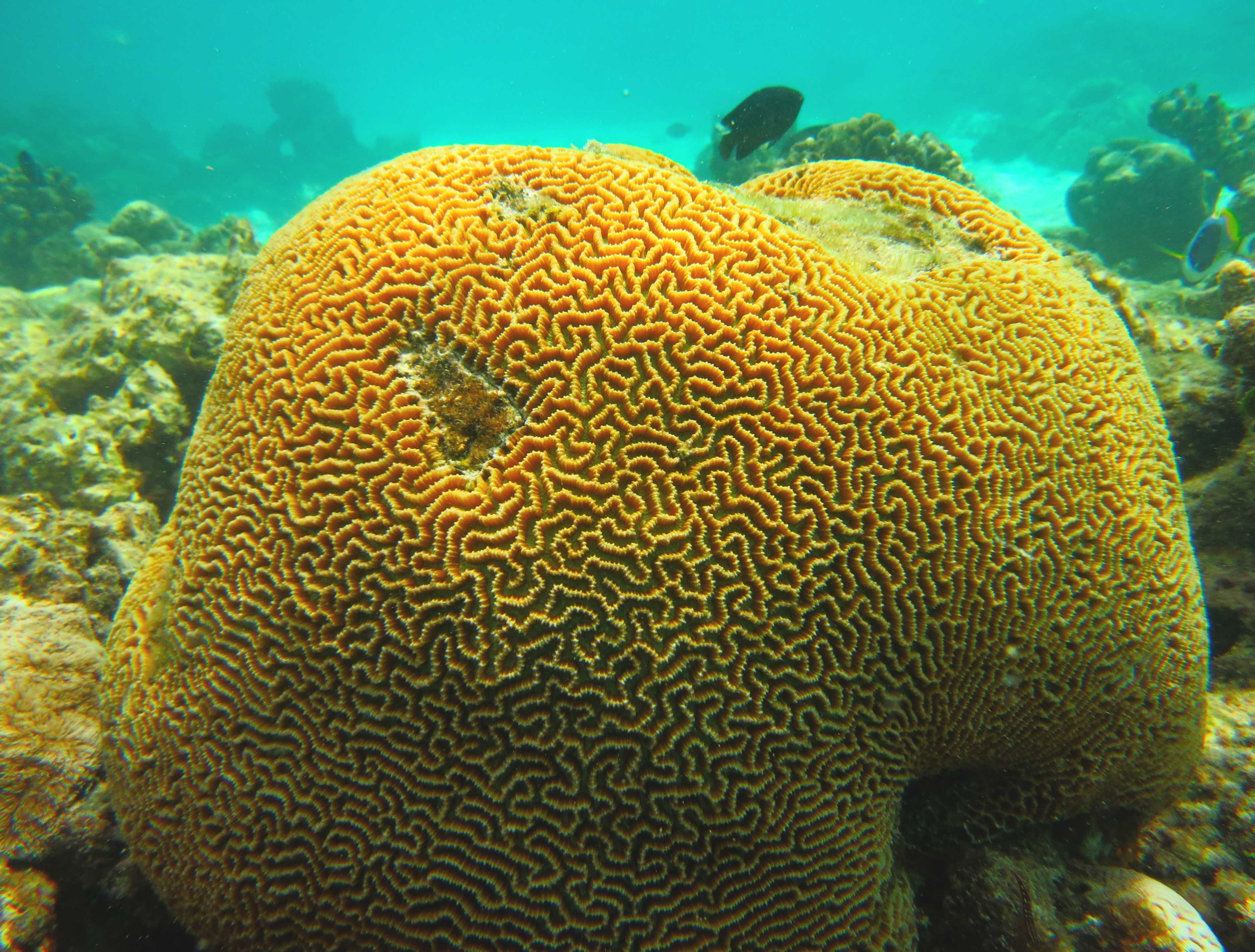 Coral bear. Мозговик Кишечнополостные. Коралл мозговик. Герматипные кораллы. Губчатый коралл.