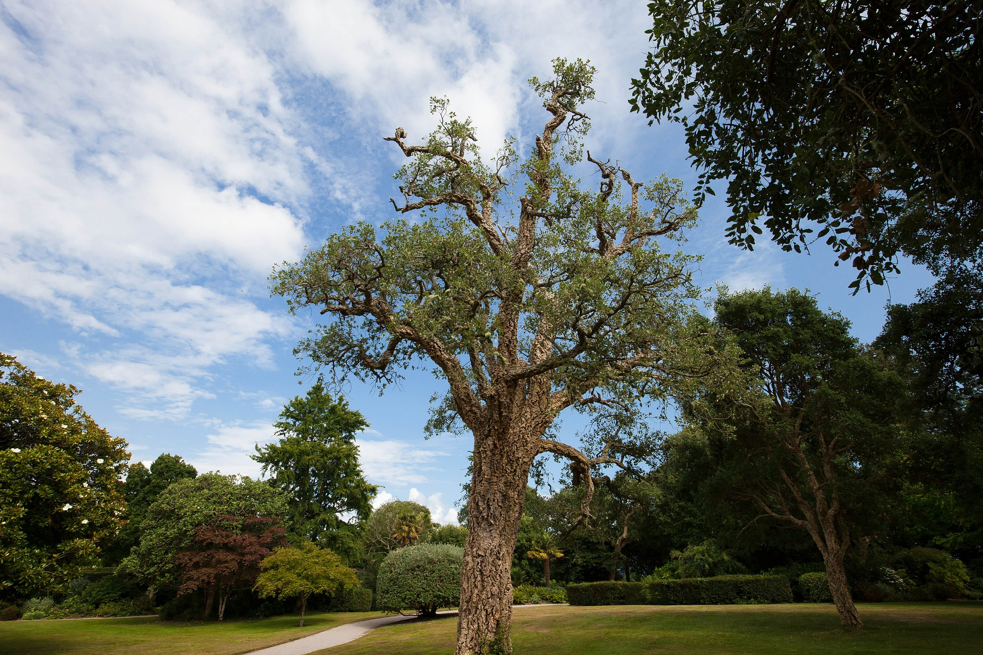 Cork oak photo