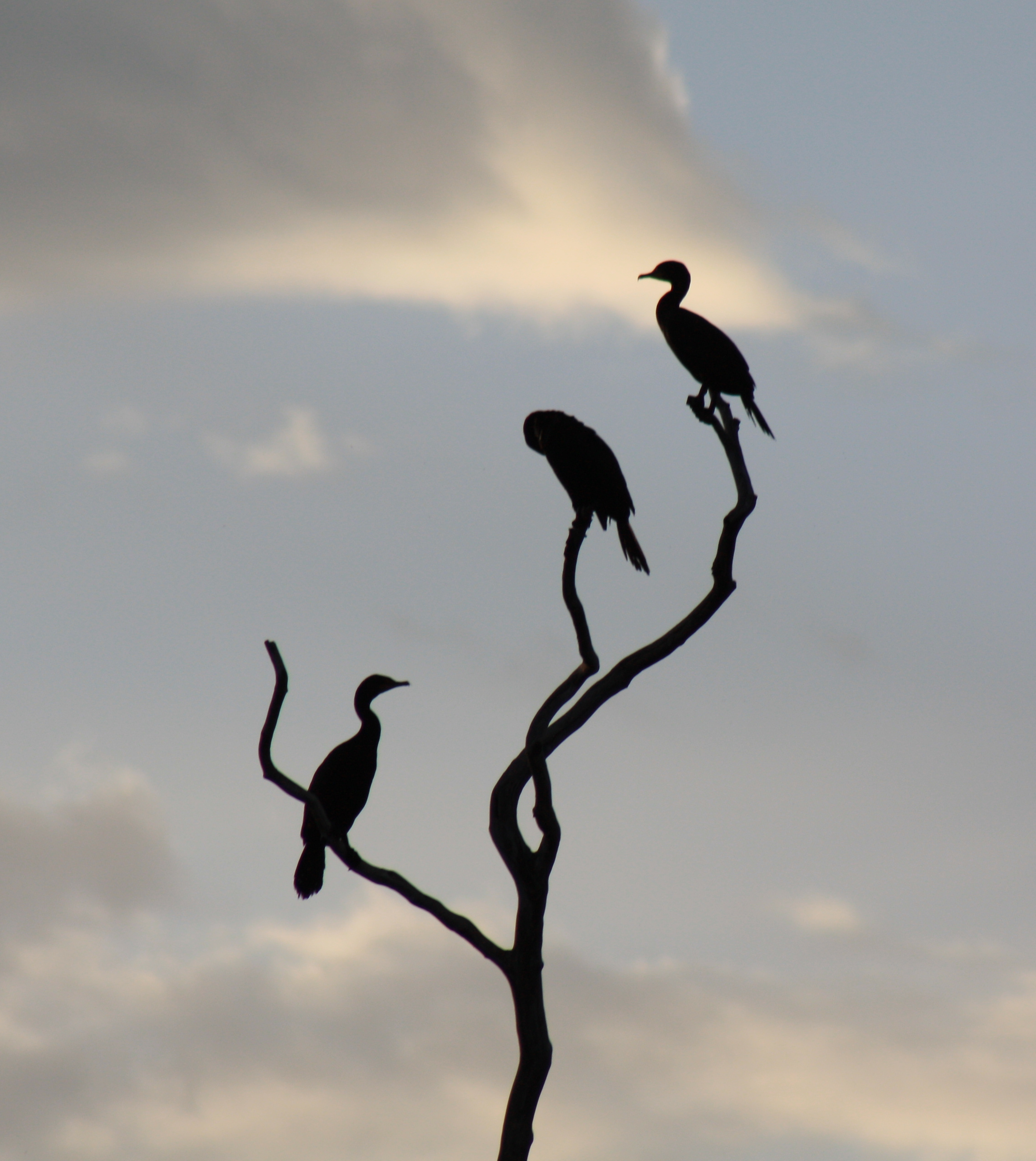 Cormorants birds photo