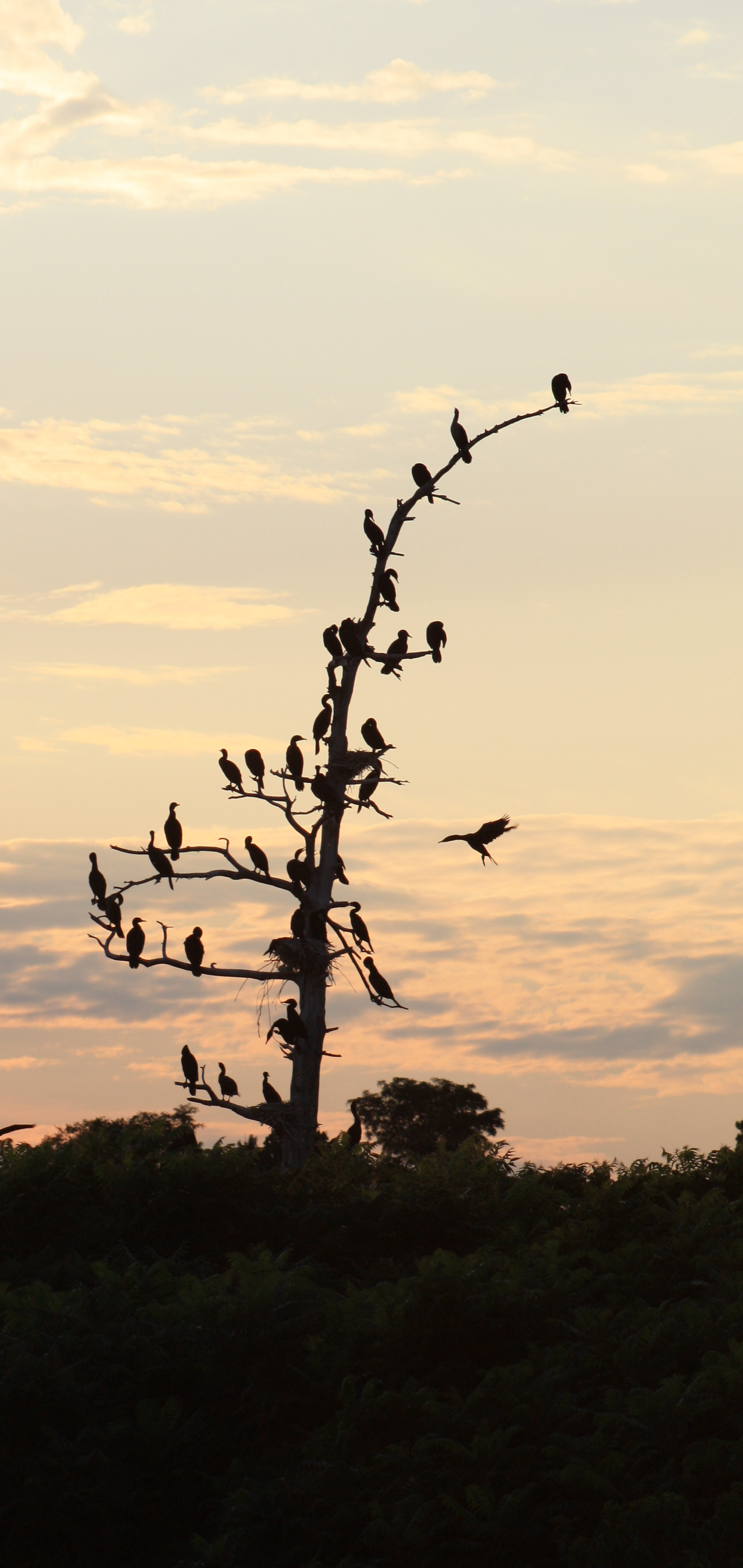 Cormorants birds photo