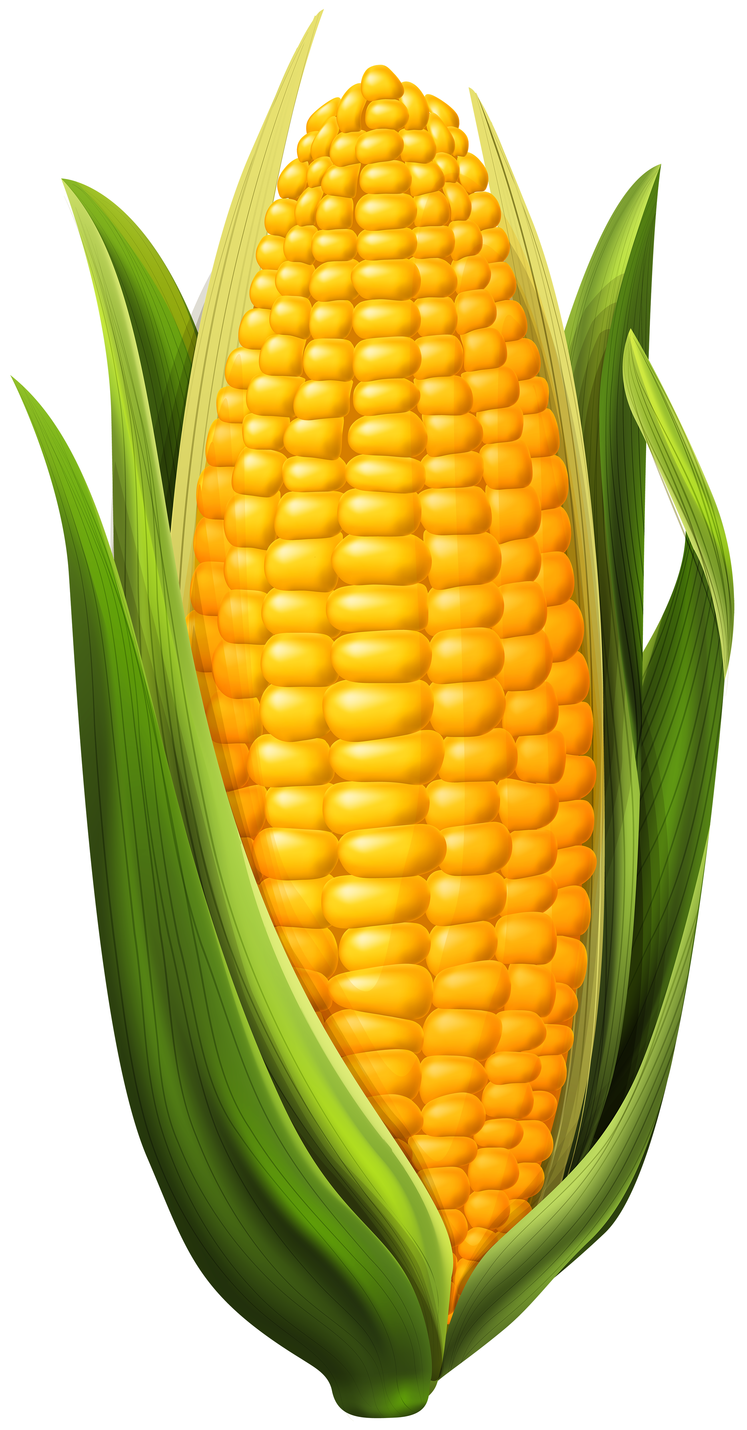 Corn PNG Clip Art Image | Gallery Yopriceville - High-Quality ...