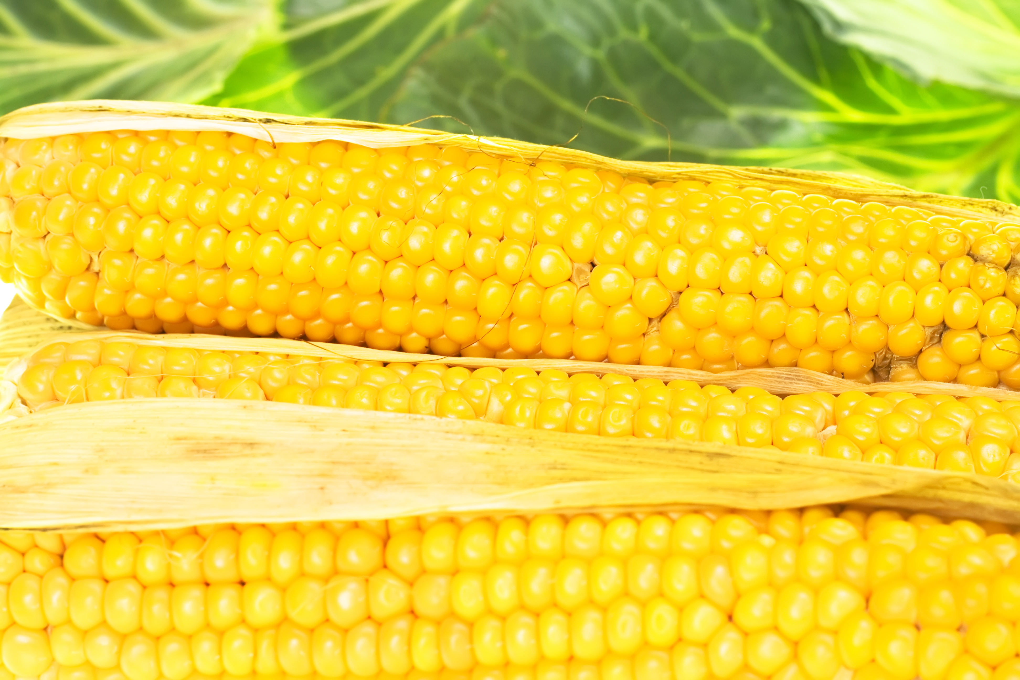 corn, Close-up, Closeup, Con2011, Food, HQ Photo