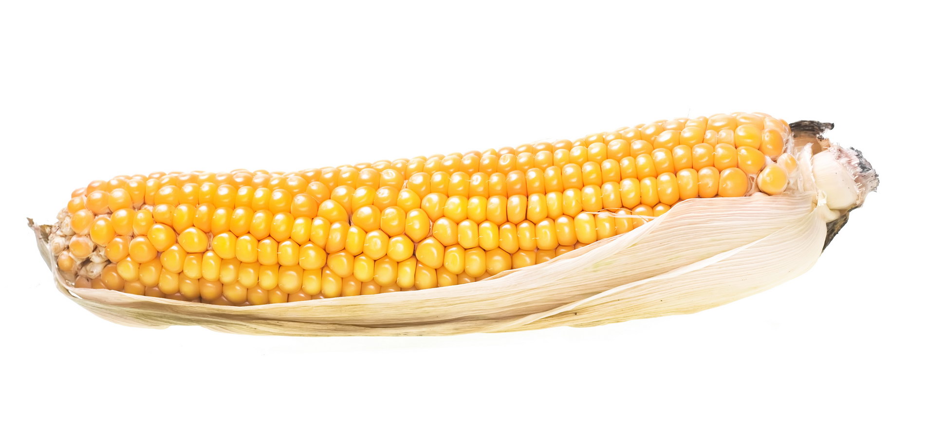 Corn photo